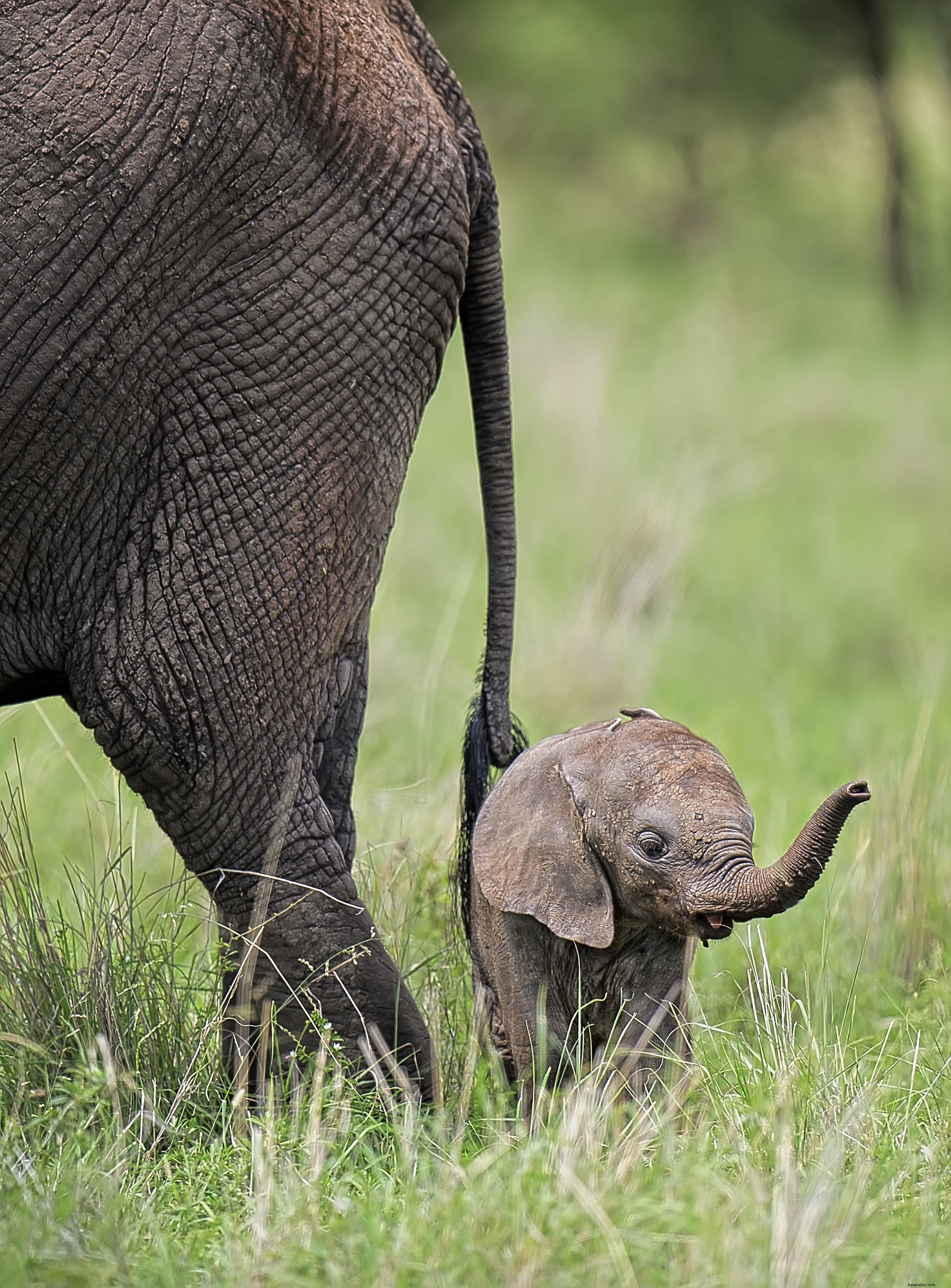 Animales de safari:la historia de los elefantes (y los mejores lugares para verlos) 