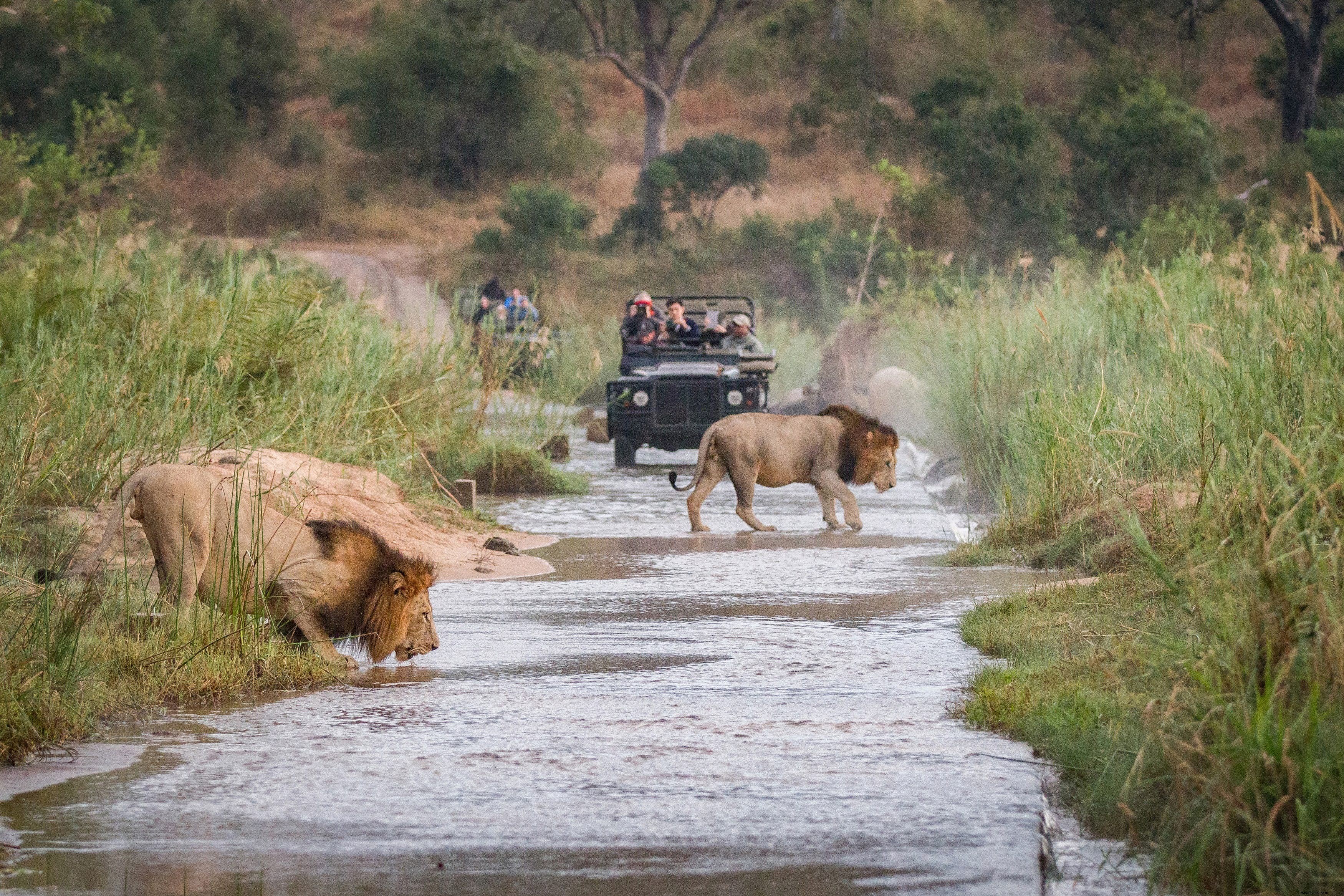 Kiat teratas untuk membuat safari Afrika Anda lebih terjangkau 