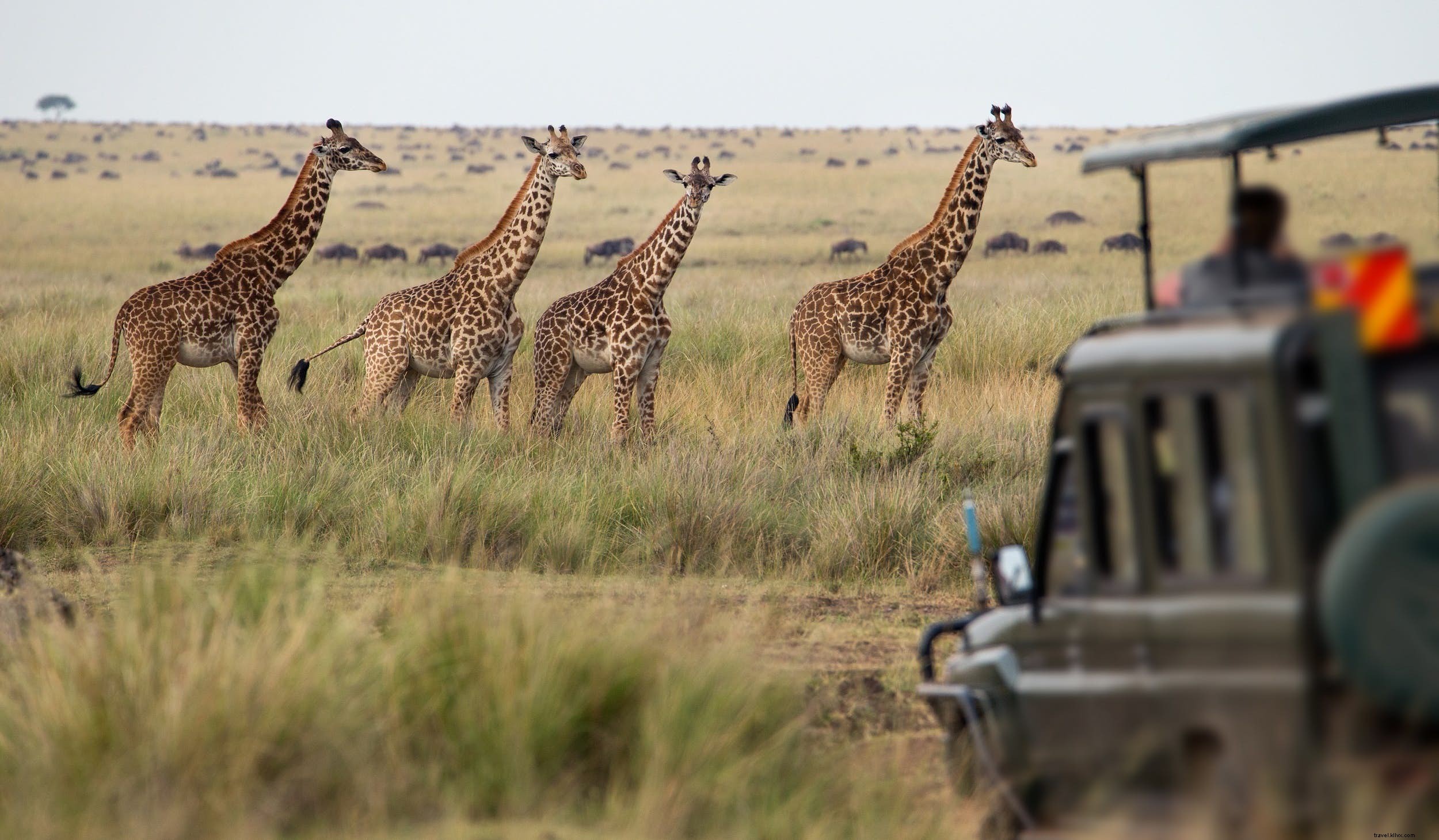Kiat teratas untuk membuat safari Afrika Anda lebih terjangkau 