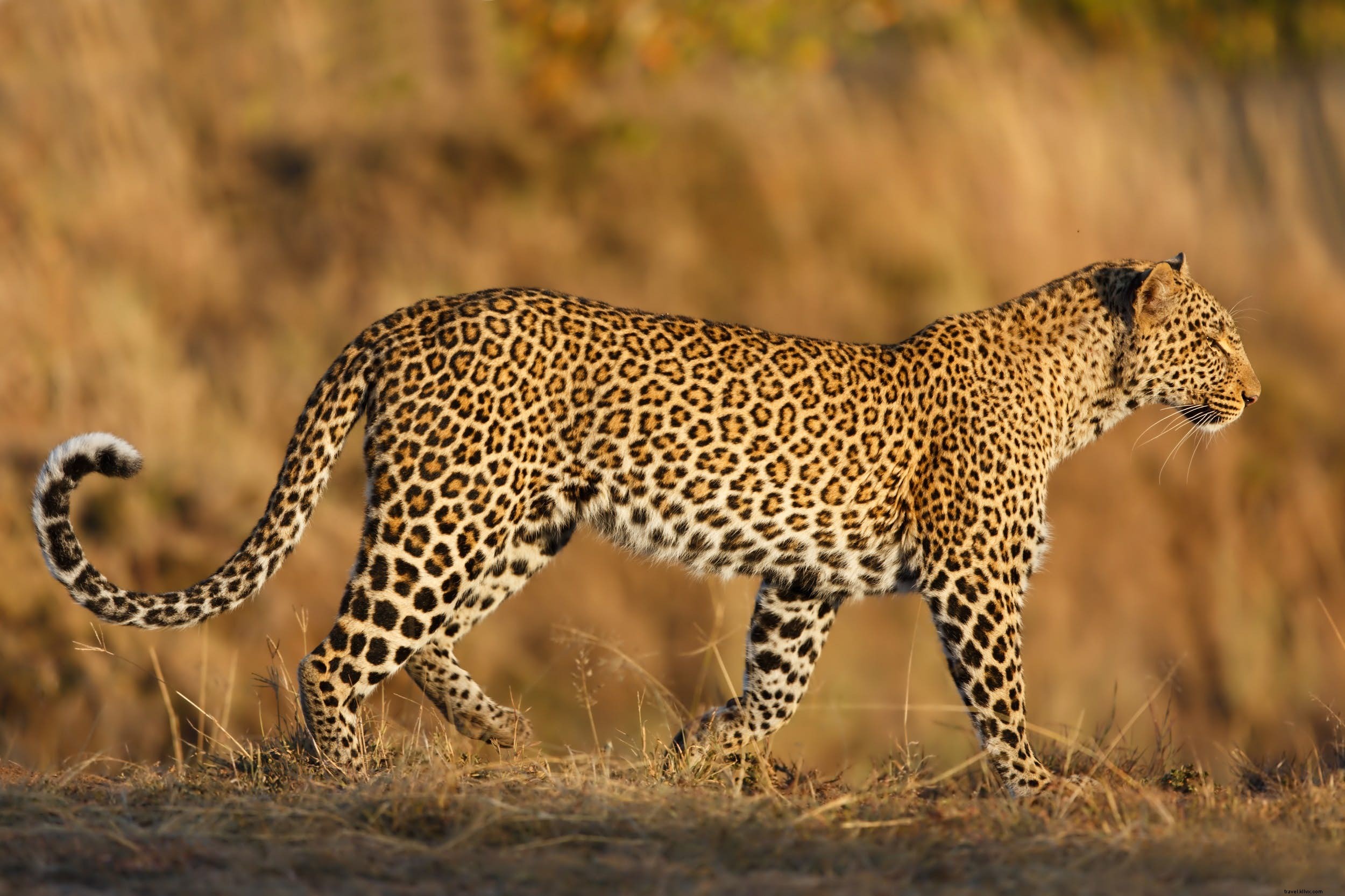 Animali da safari:la storia dei leopardi (e i posti migliori per vederli) 