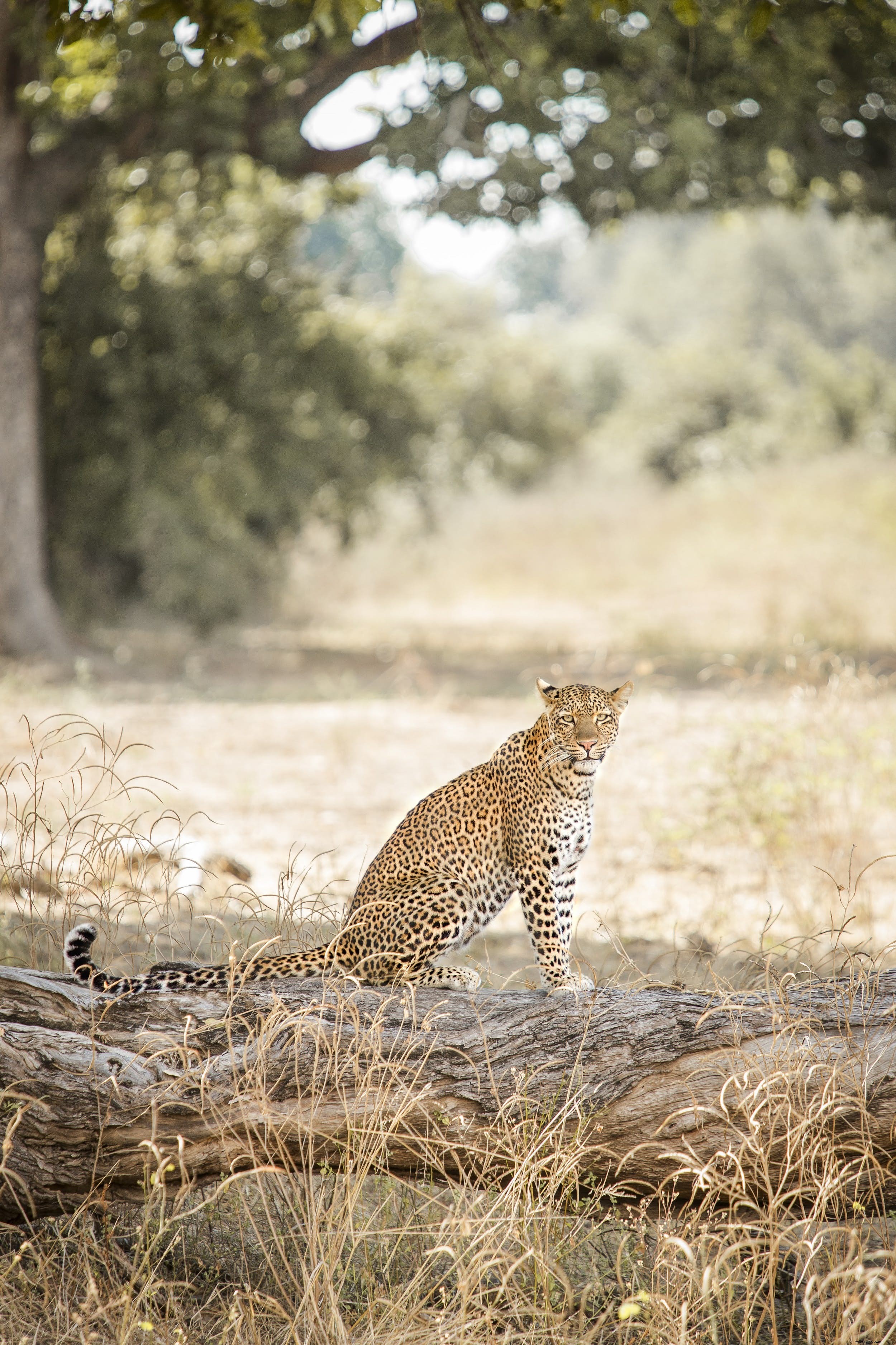 Animais Safari:a história dos leopardos (e os melhores lugares para vê-los) 