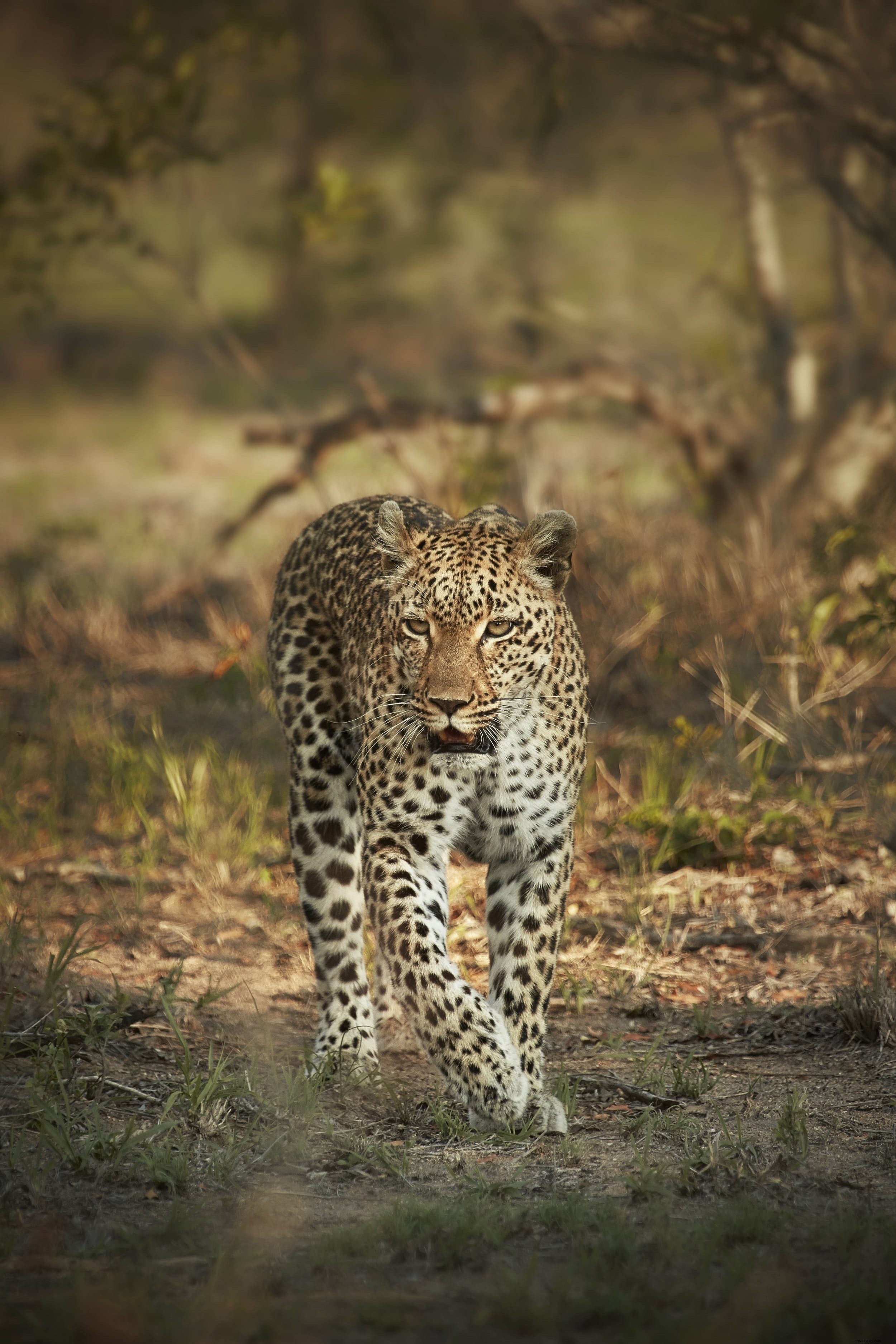 Animais Safari:a história dos leopardos (e os melhores lugares para vê-los) 