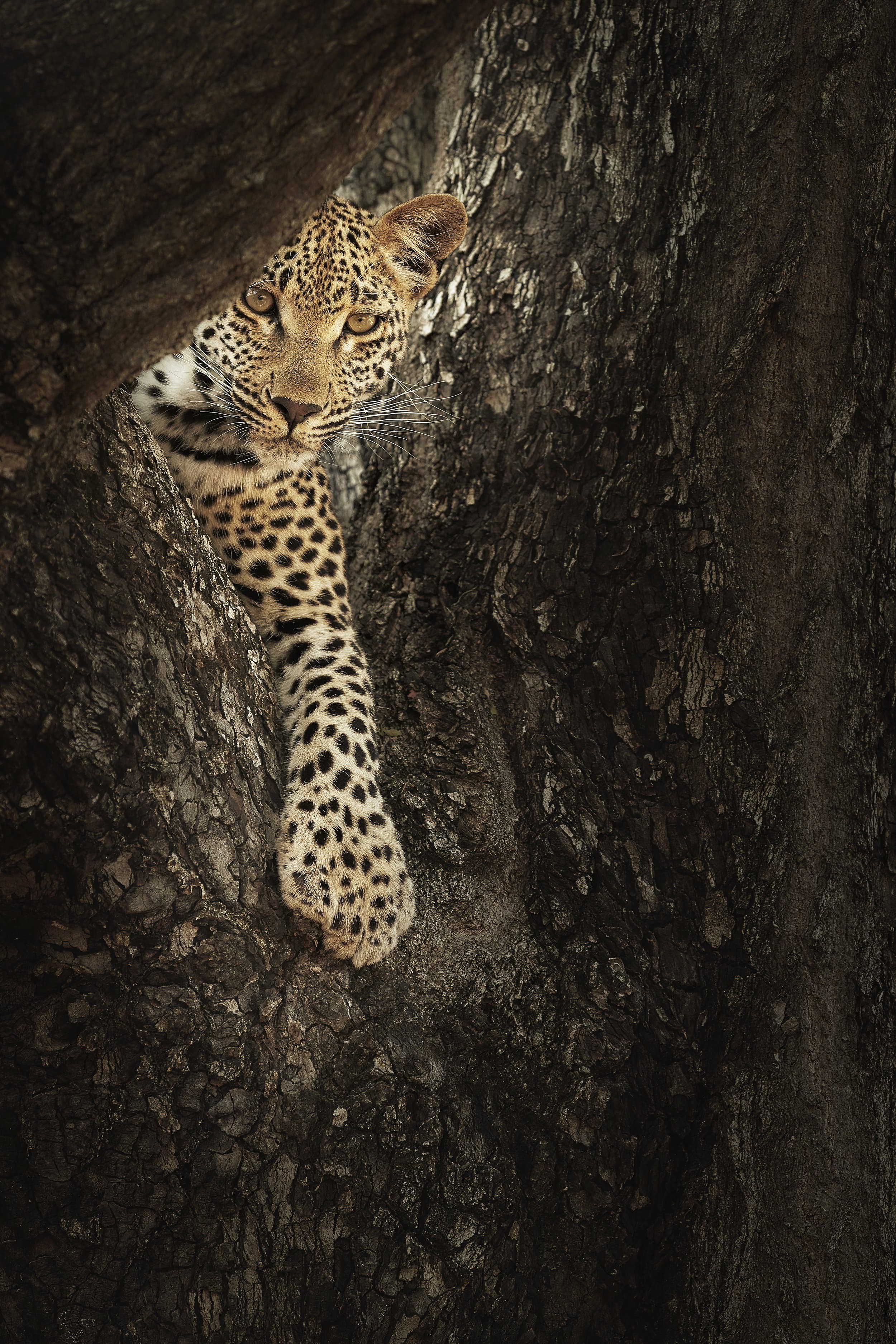 Safari hewan:kisah macan tutul (dan tempat terbaik untuk melihatnya) 