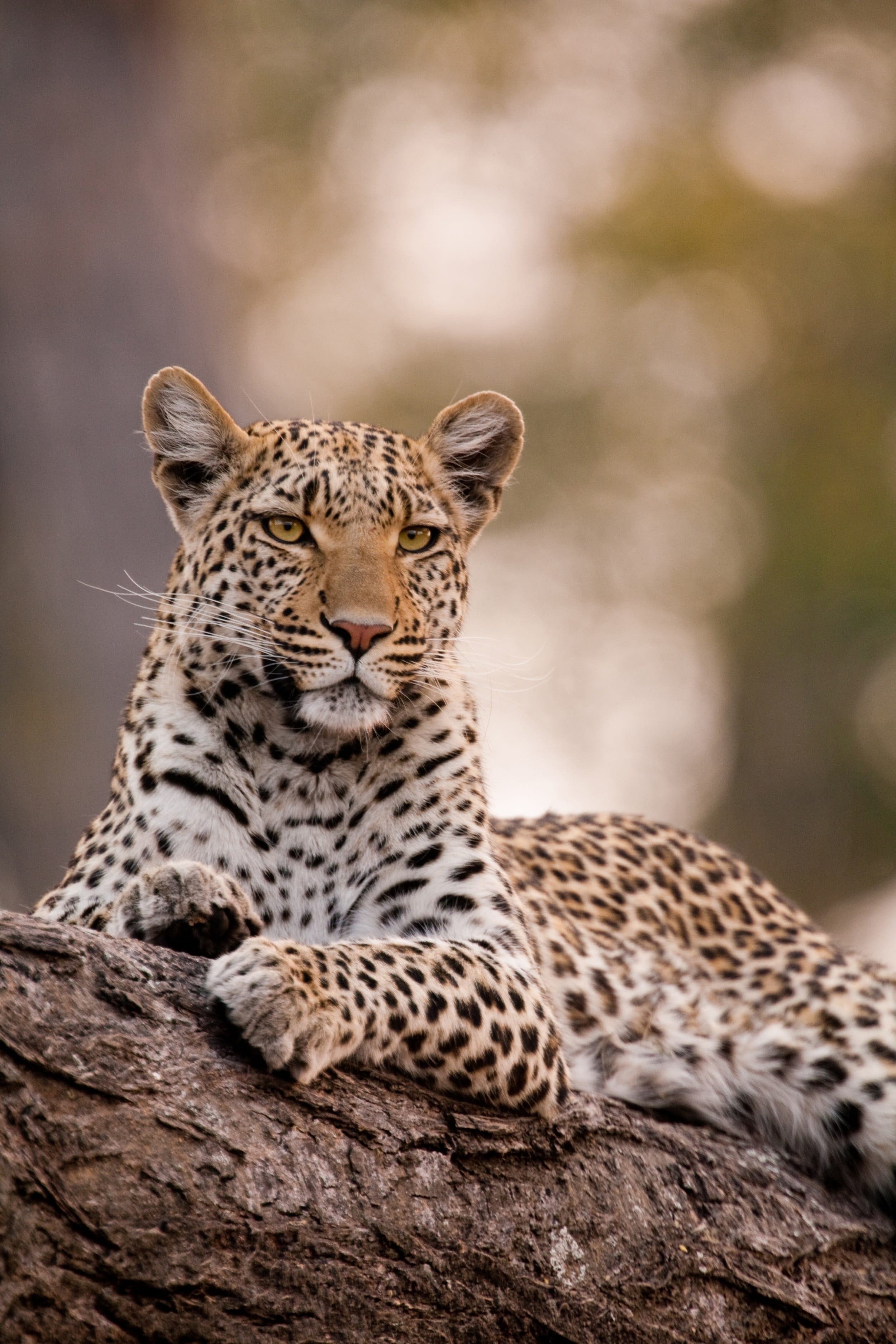 Animali da safari:la storia dei leopardi (e i posti migliori per vederli) 