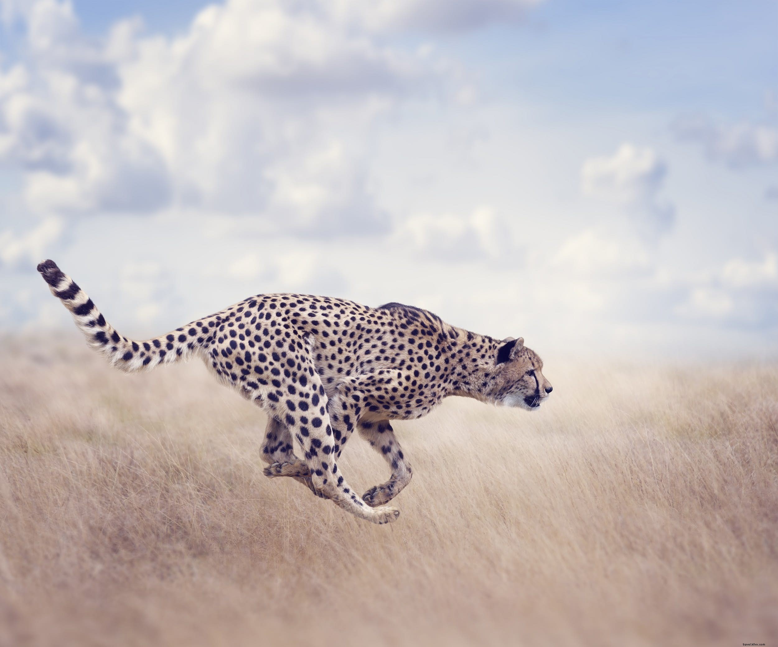 Hewan safari:kisah cheetah (dan tempat terbaik untuk melihatnya) 
