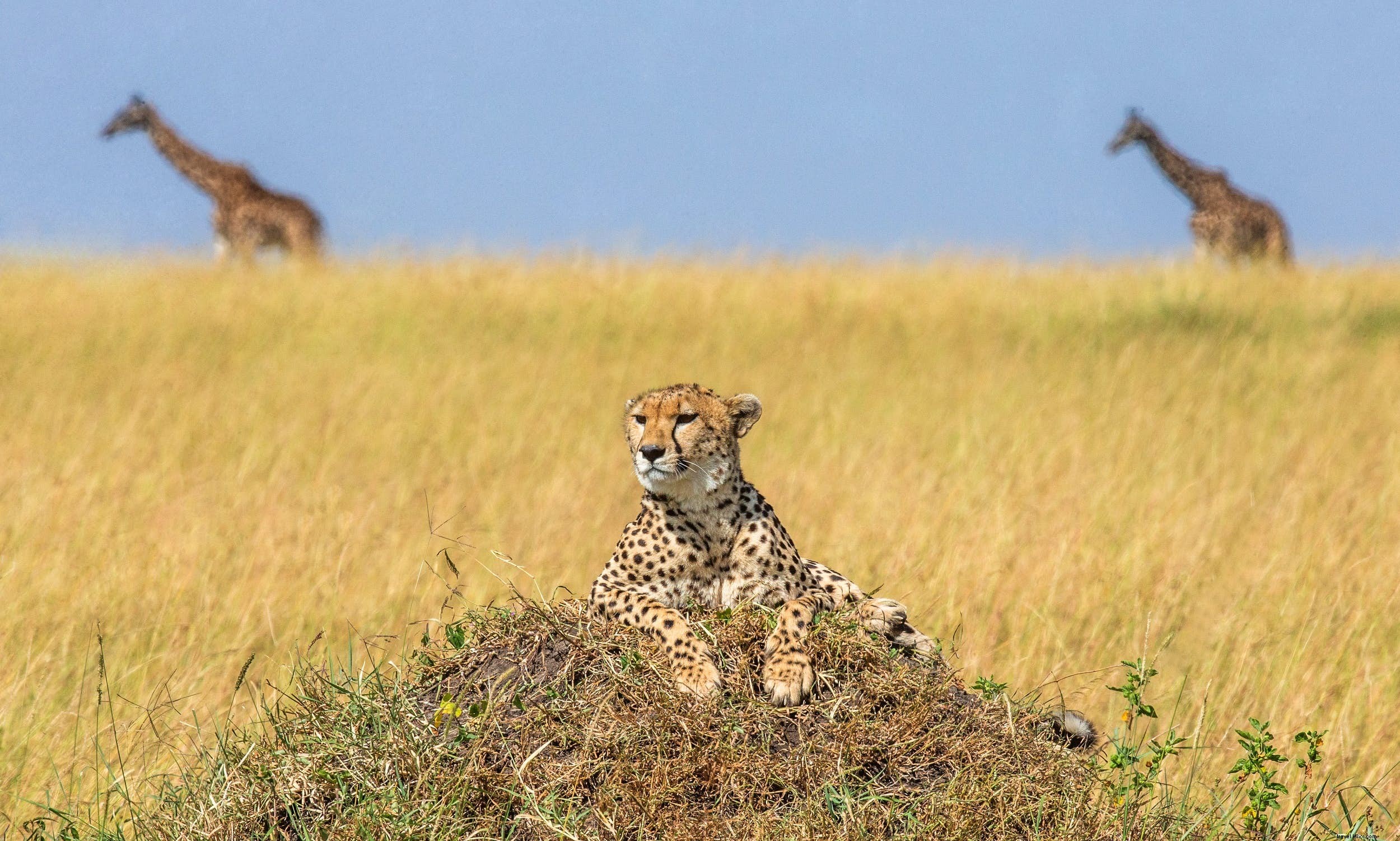 Animales de safari:la historia de los guepardos (y los mejores lugares para verlos) 