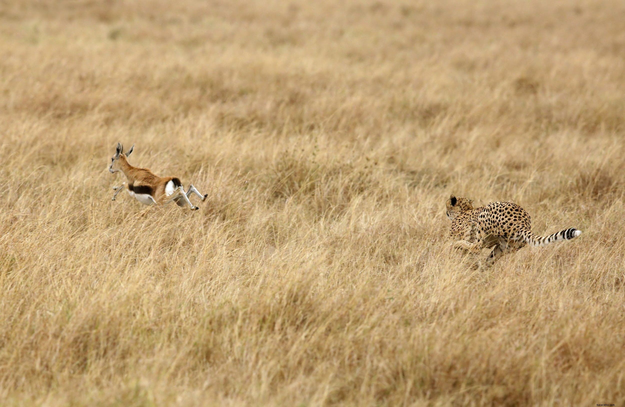 Animales de safari:la historia de los guepardos (y los mejores lugares para verlos) 
