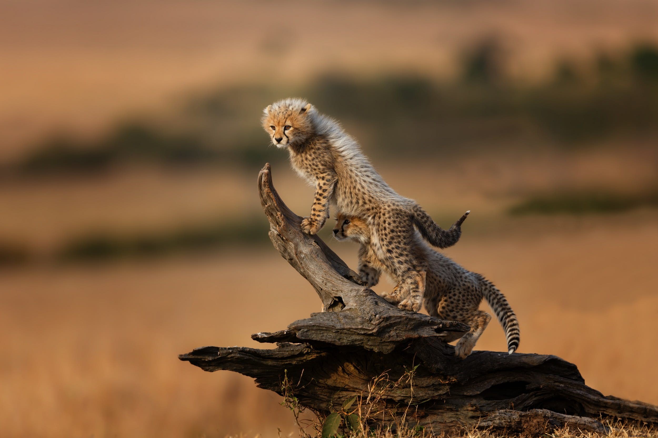 Hewan safari:kisah cheetah (dan tempat terbaik untuk melihatnya) 