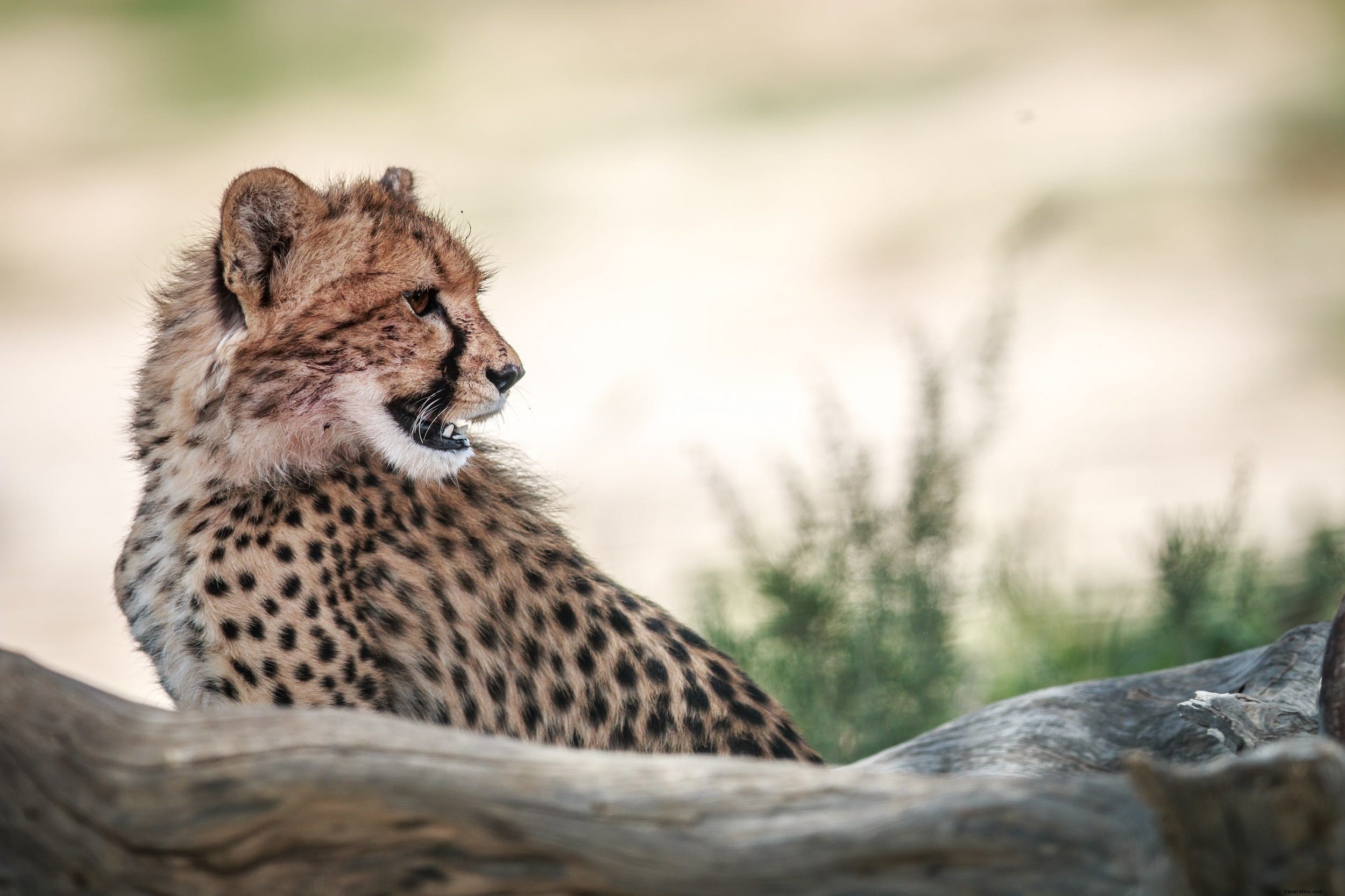 Animaux de safari :l histoire des guépards (et les meilleurs endroits pour les voir) 