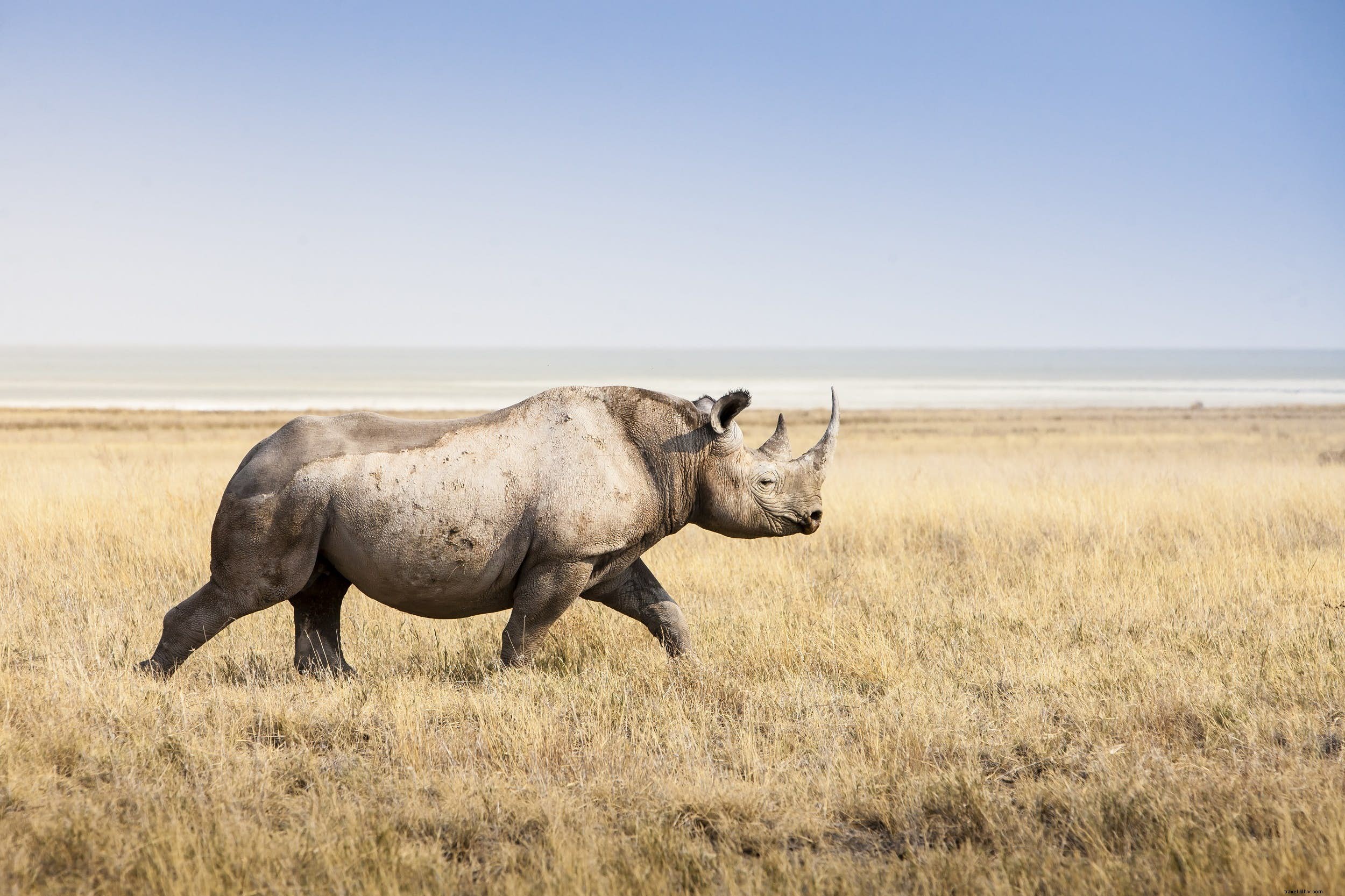 Hewan safari:kisah badak (dan tempat terbaik untuk melihatnya) 