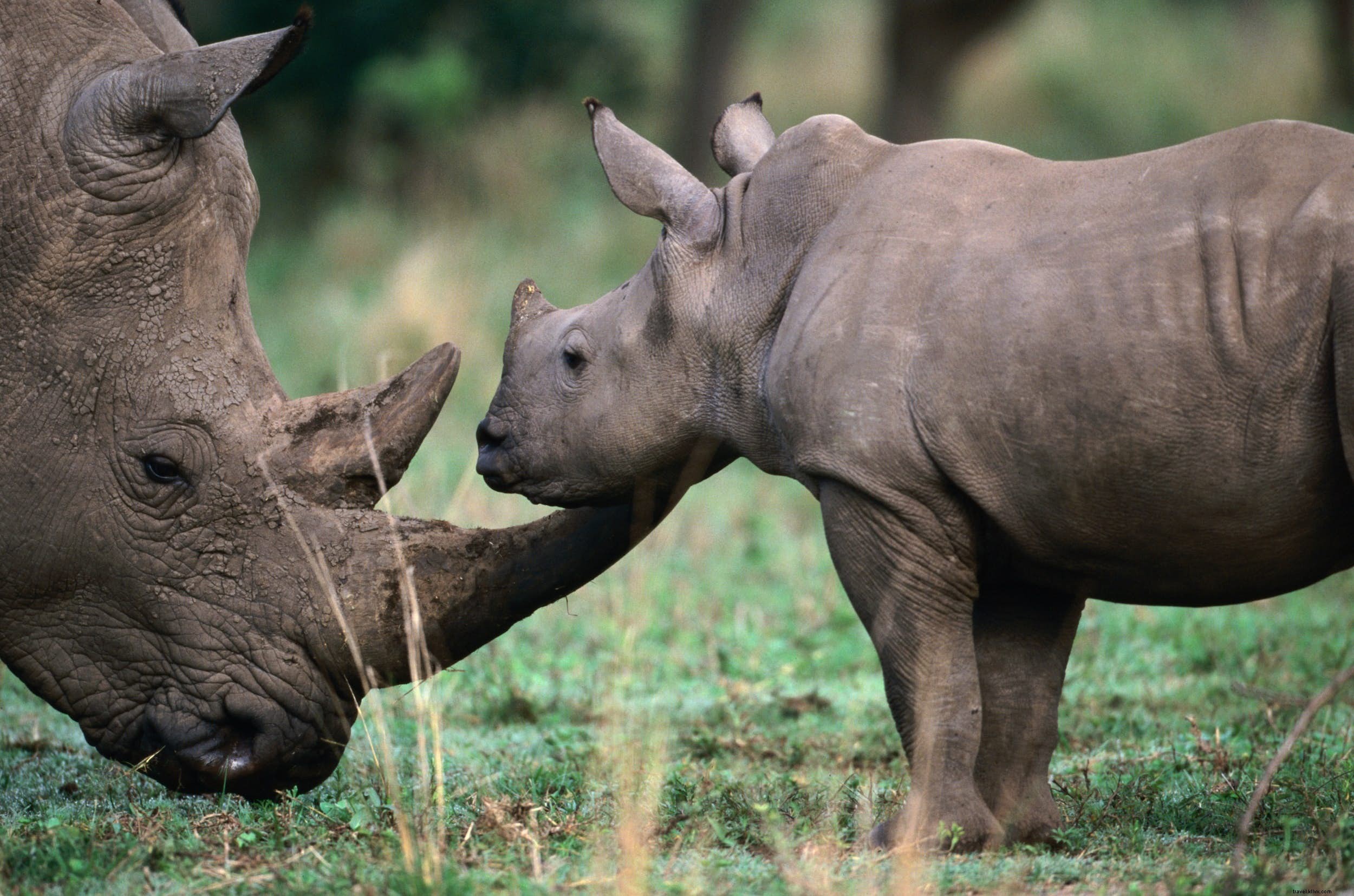 Hewan safari:kisah badak (dan tempat terbaik untuk melihatnya) 