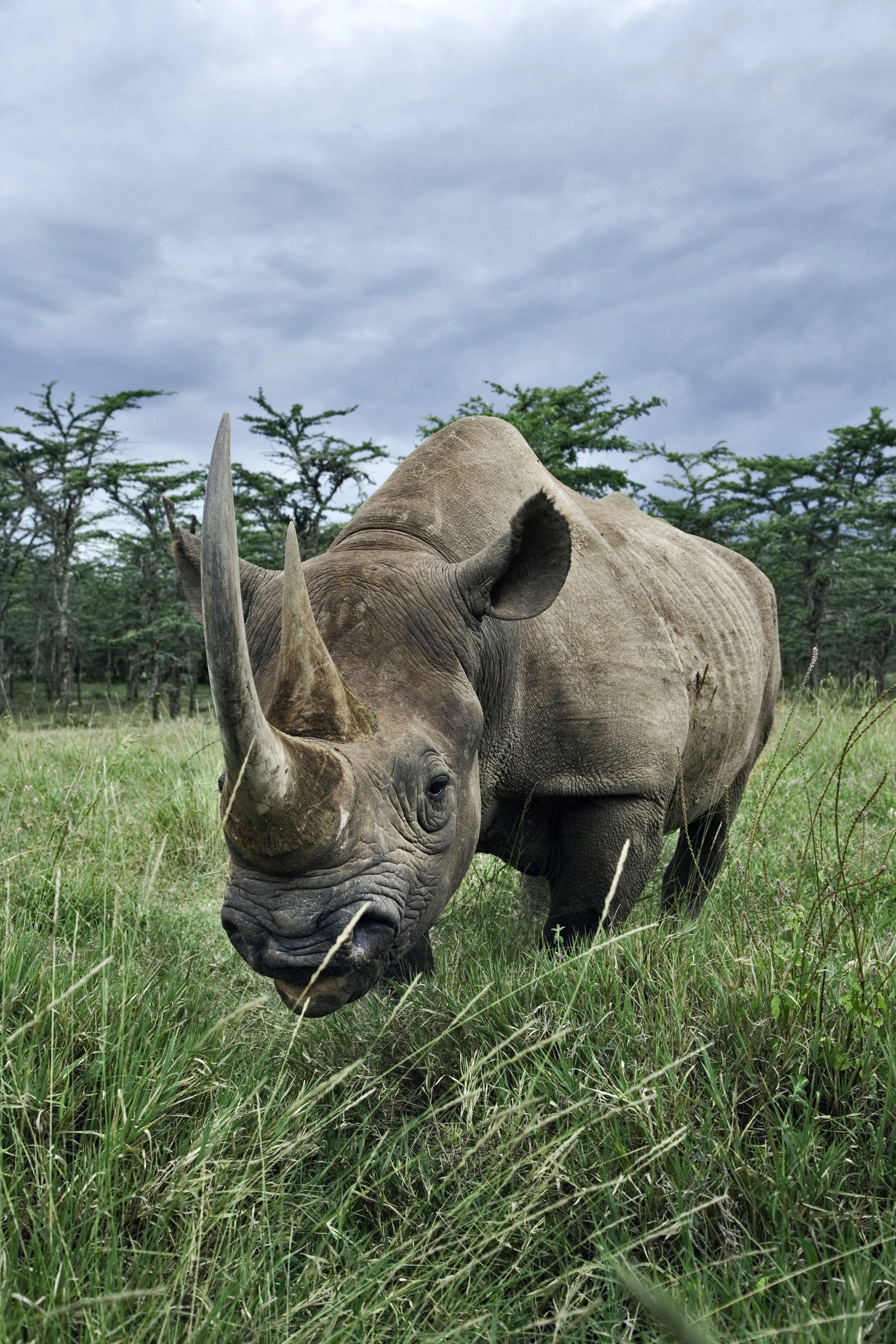 Animales de safari:la historia de los rinocerontes (y los mejores lugares para verlos) 