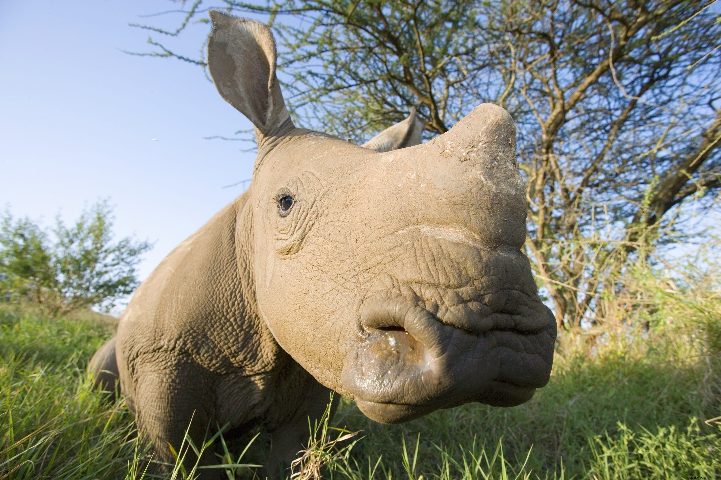 Animaux de safari :l histoire des rhinocéros (et les meilleurs endroits pour les voir) 
