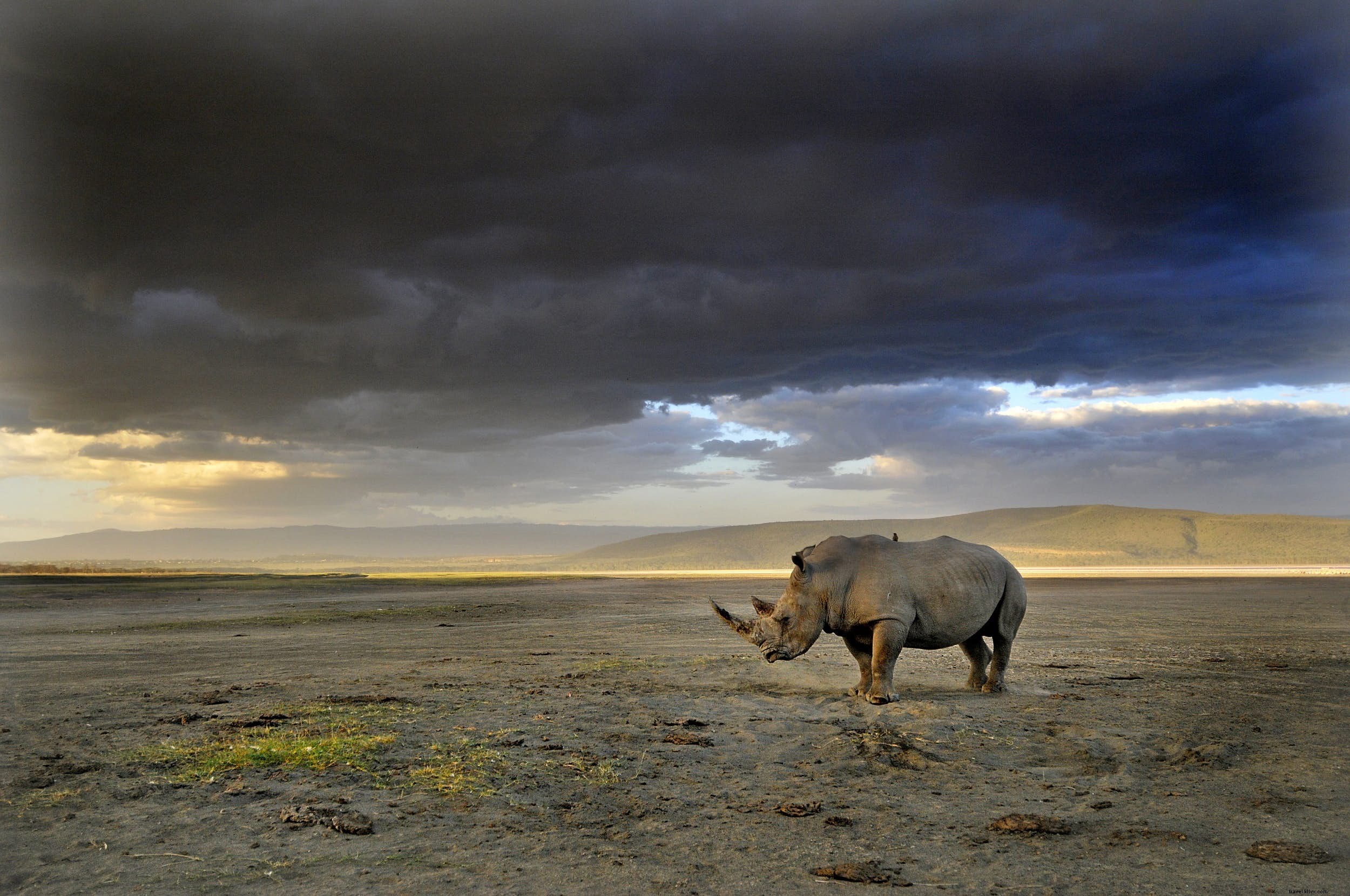 Animais Safari:a história dos rinocerontes (e os melhores lugares para vê-los) 