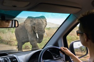 Êtes-vous prêt pour un safari en voiture en Afrique ? 