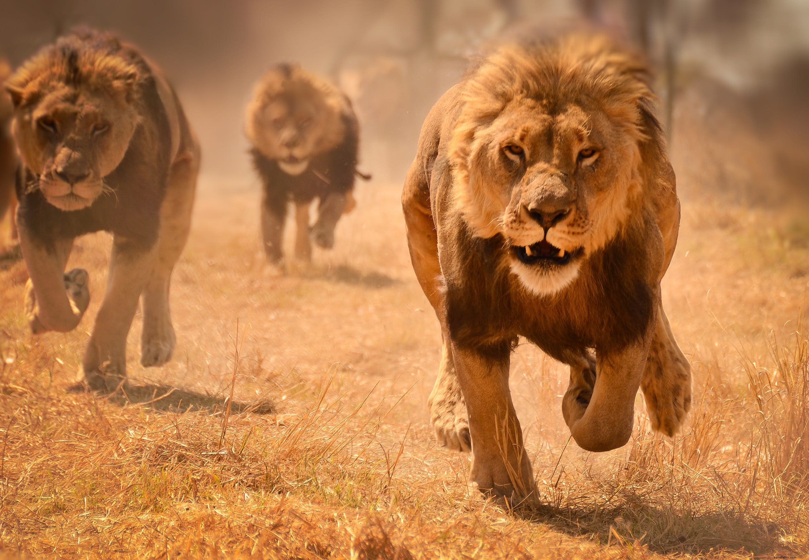 サファリ動物：ライオンの物語（そしてそれらを見るのに最適な場所） 