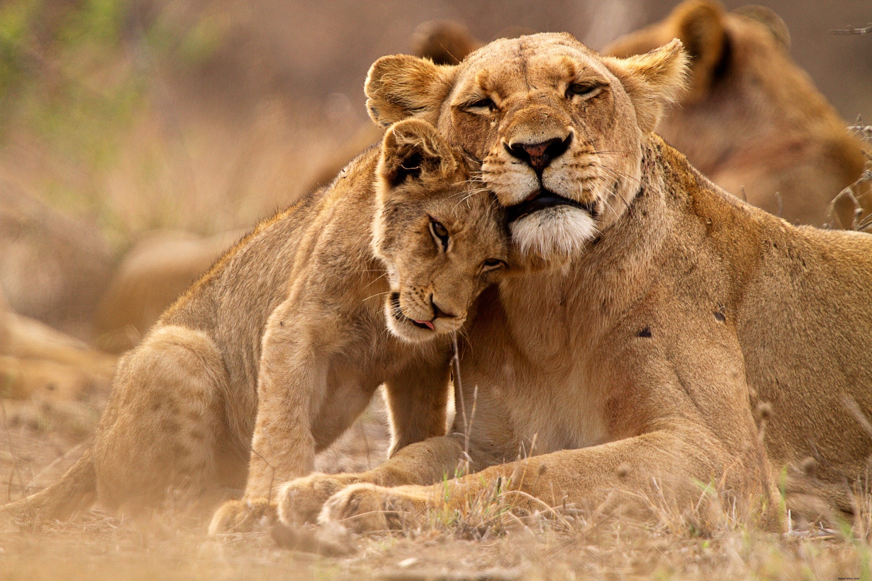 Animales de safari:la historia de los leones (y los mejores lugares para verlos) 
