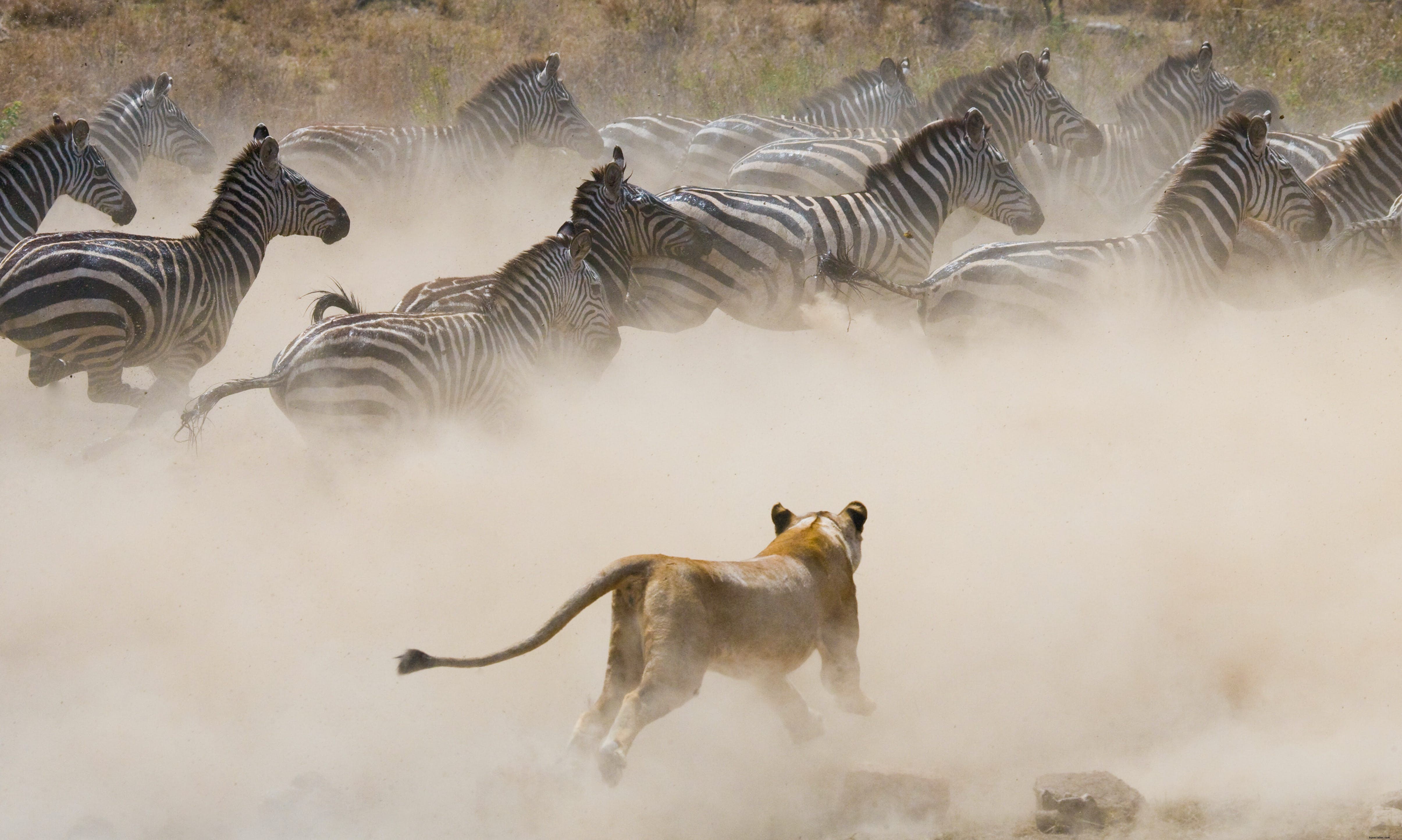 Animaux de safari :l histoire des lions (et les meilleurs endroits pour les voir) 