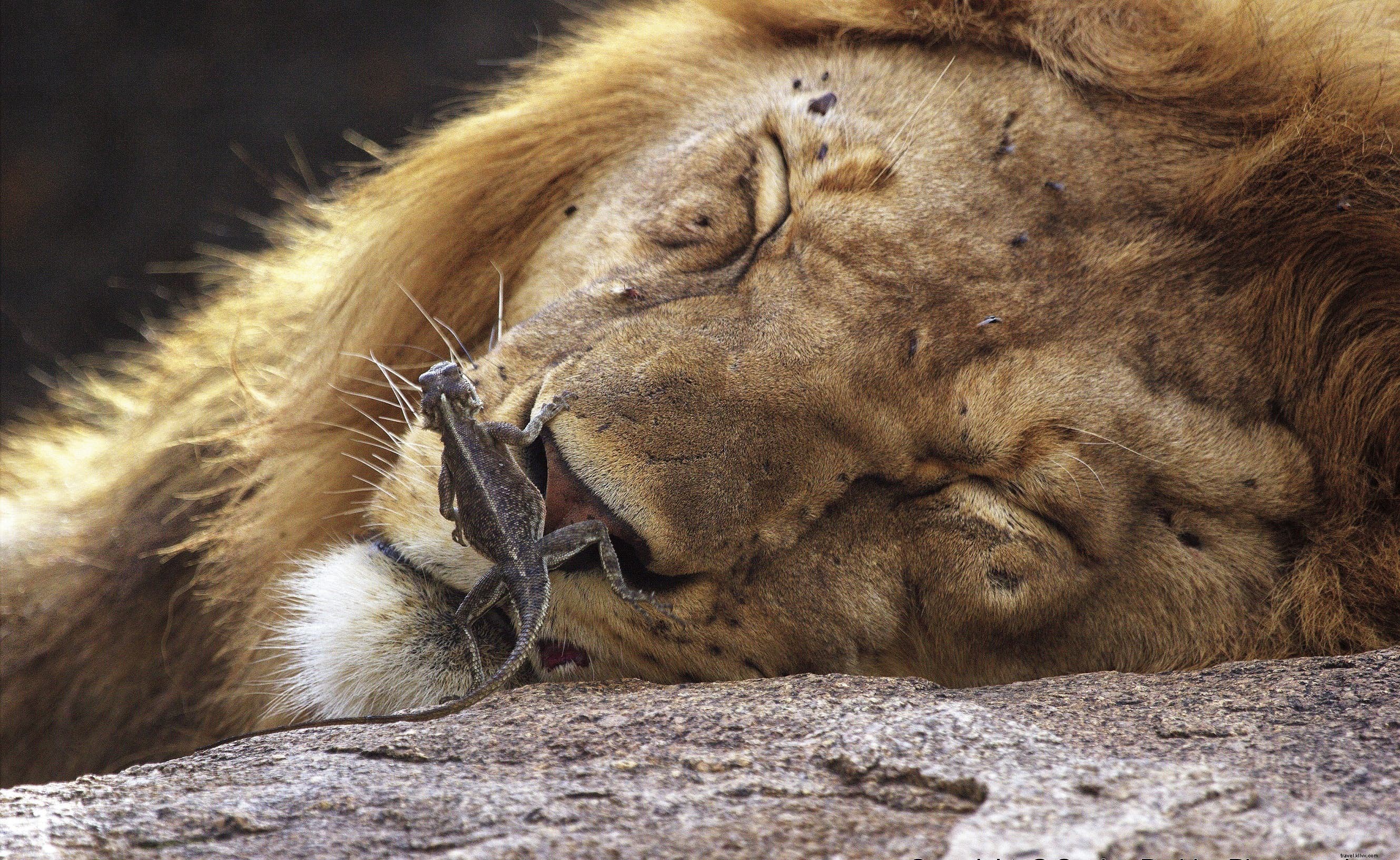 サファリ動物：ライオンの物語（そしてそれらを見るのに最適な場所） 