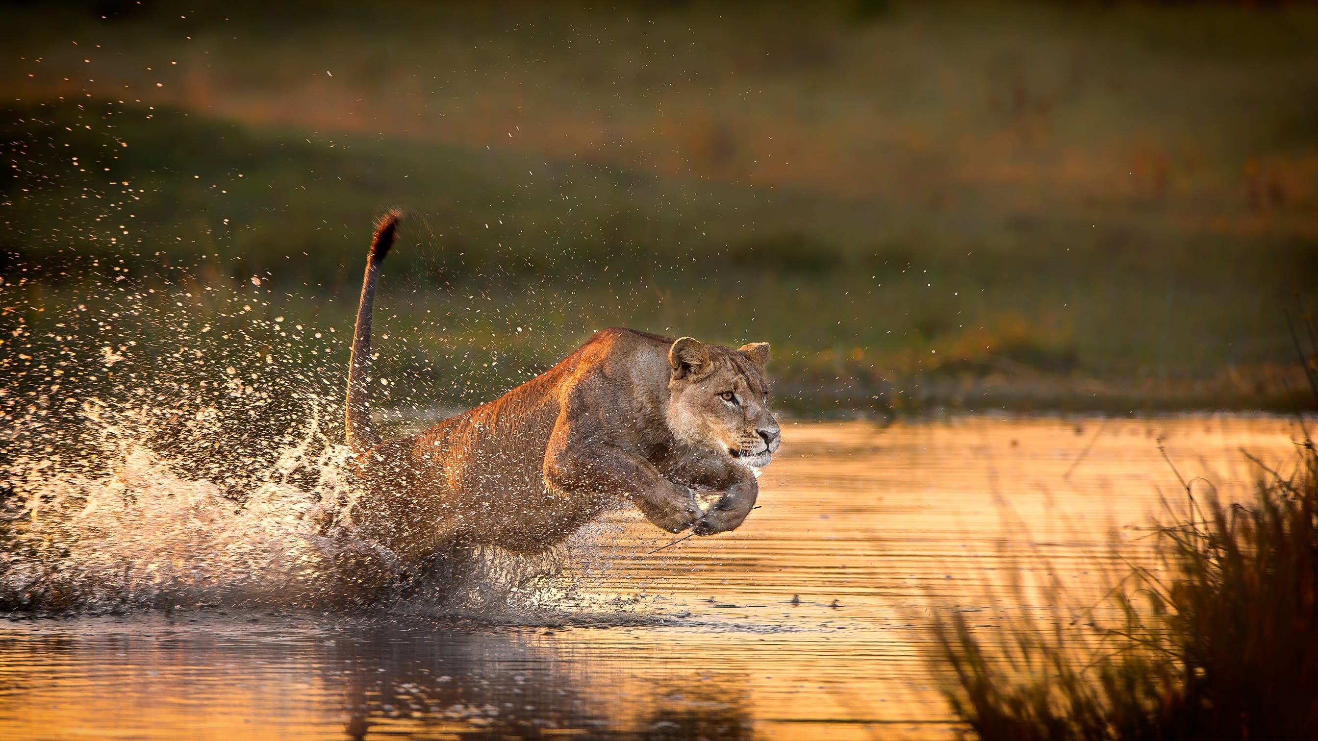 Safari hewan:kisah singa (dan tempat terbaik untuk melihat mereka) 