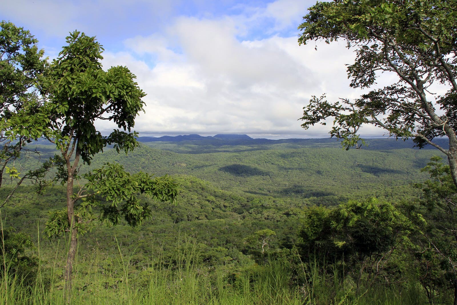 Renascimento da vida selvagem do Malawi 