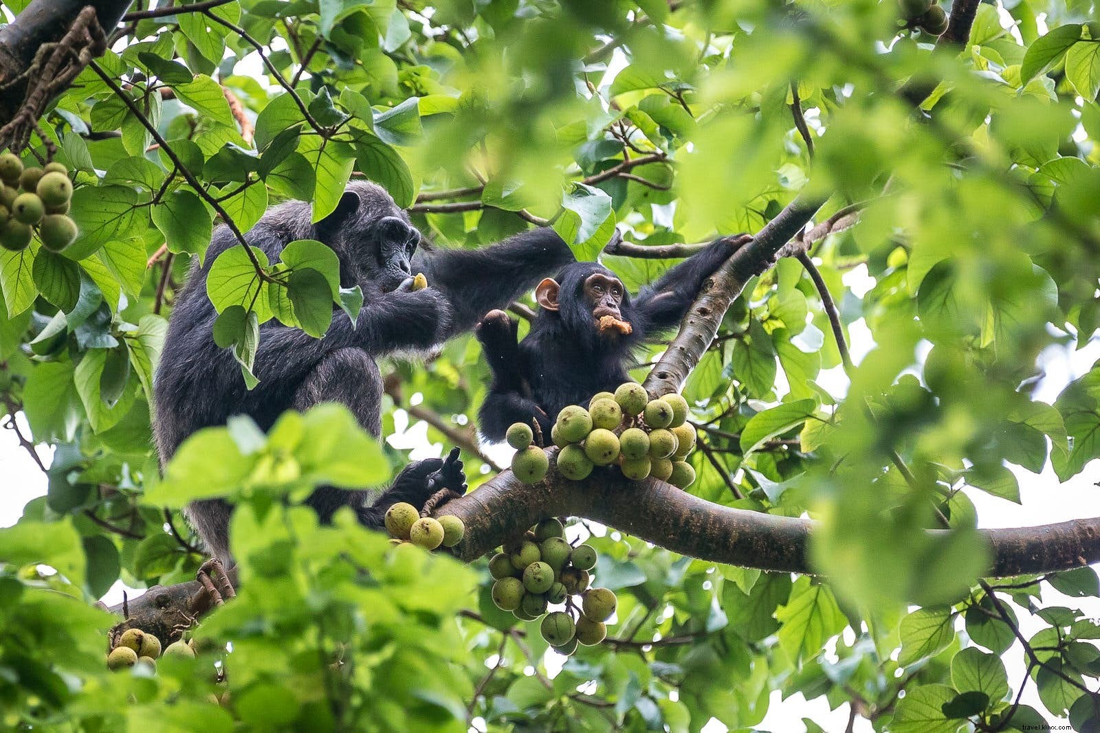ウガンダでチンパンジーを見ることが世界で最も素晴らしい野生生物体験の1つである理由 