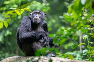 Mengapa melihat simpanse di Uganda adalah salah satu pengalaman margasatwa terbesar di dunia 