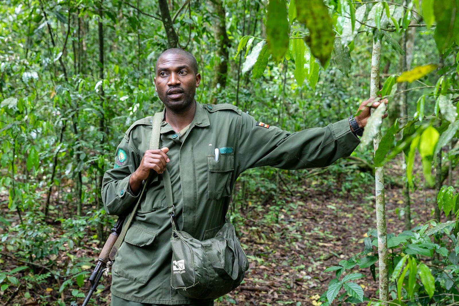 ウガンダでチンパンジーを見ることが世界で最も素晴らしい野生生物体験の1つである理由 