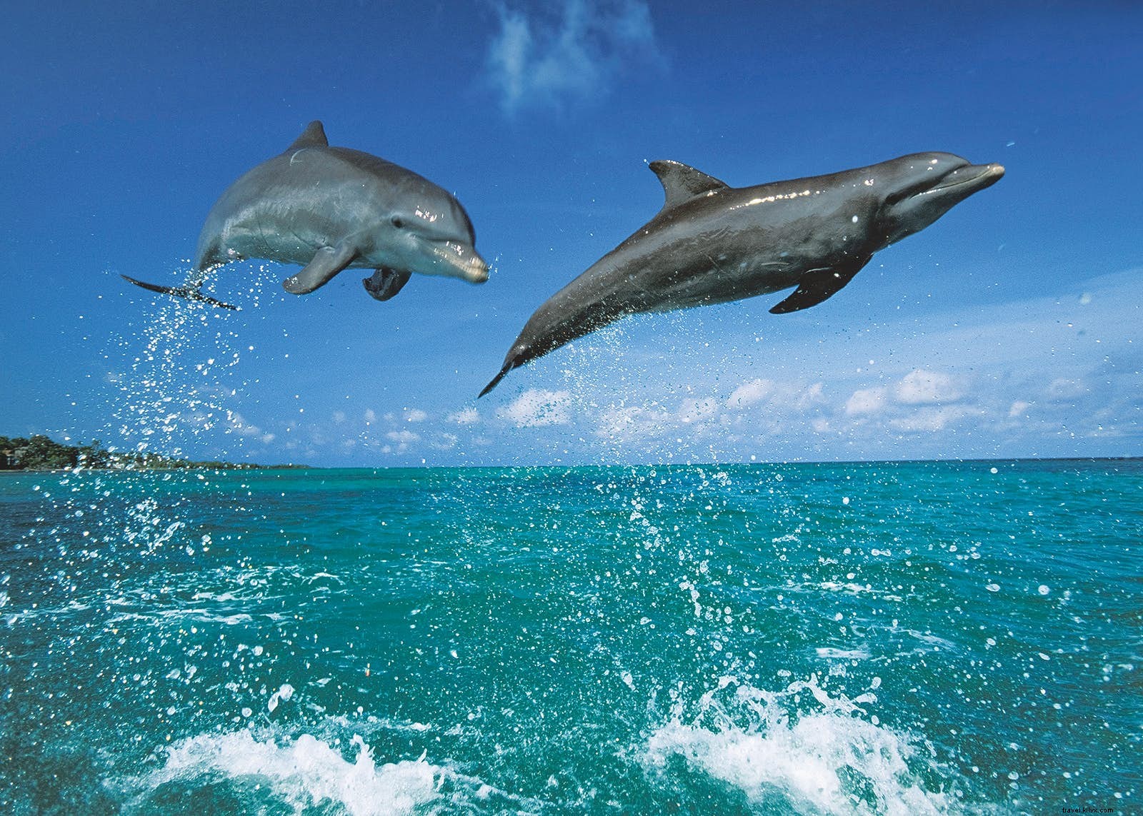 Animales fantásticos y dónde encontrarlos:vida salvaje menos conocida que vale la pena ver 