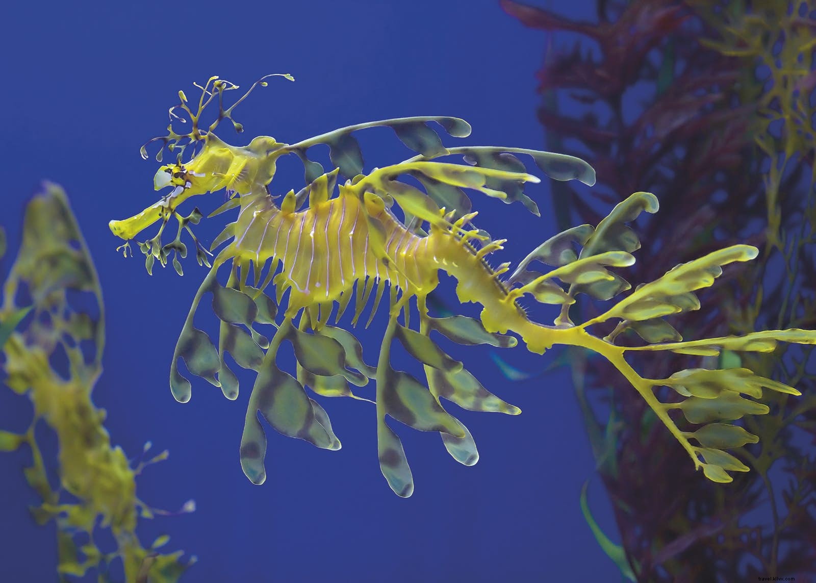 Animales fantásticos y dónde encontrarlos:vida salvaje menos conocida que vale la pena ver 