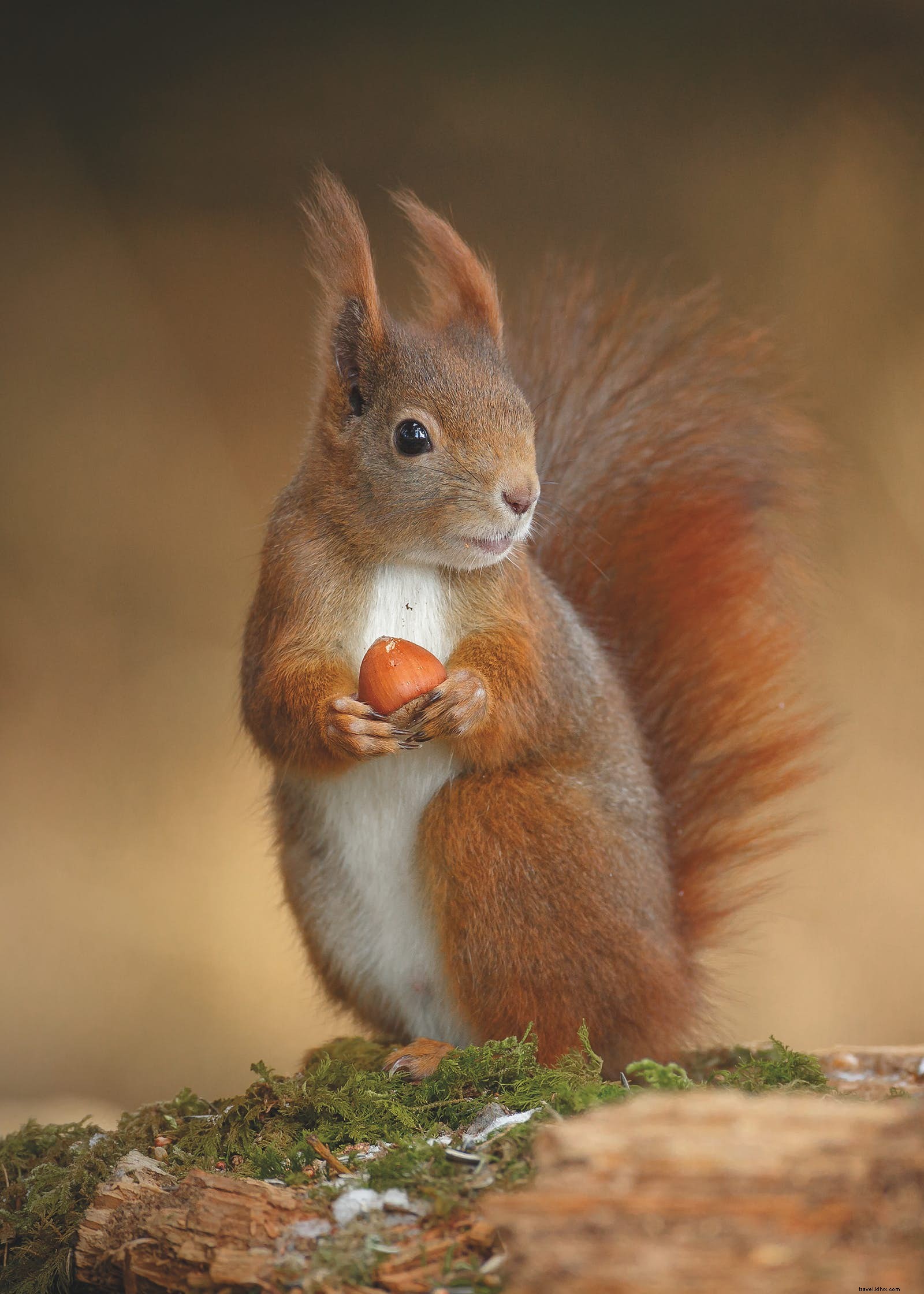 Animales fantásticos y dónde encontrarlos:vida salvaje menos conocida que vale la pena ver 