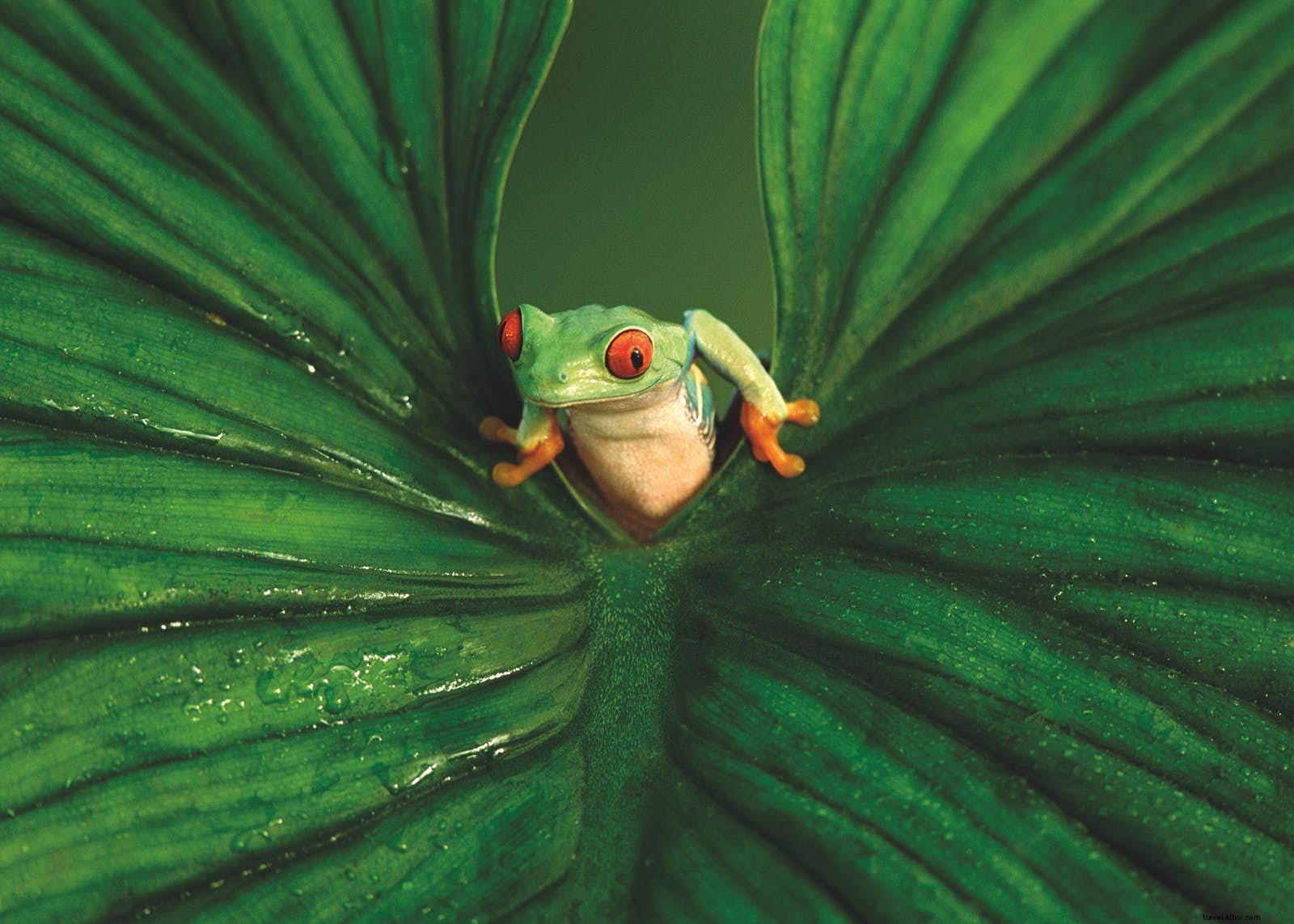 Animales fantásticos y dónde encontrarlos:vida salvaje menos conocida que vale la pena ver 