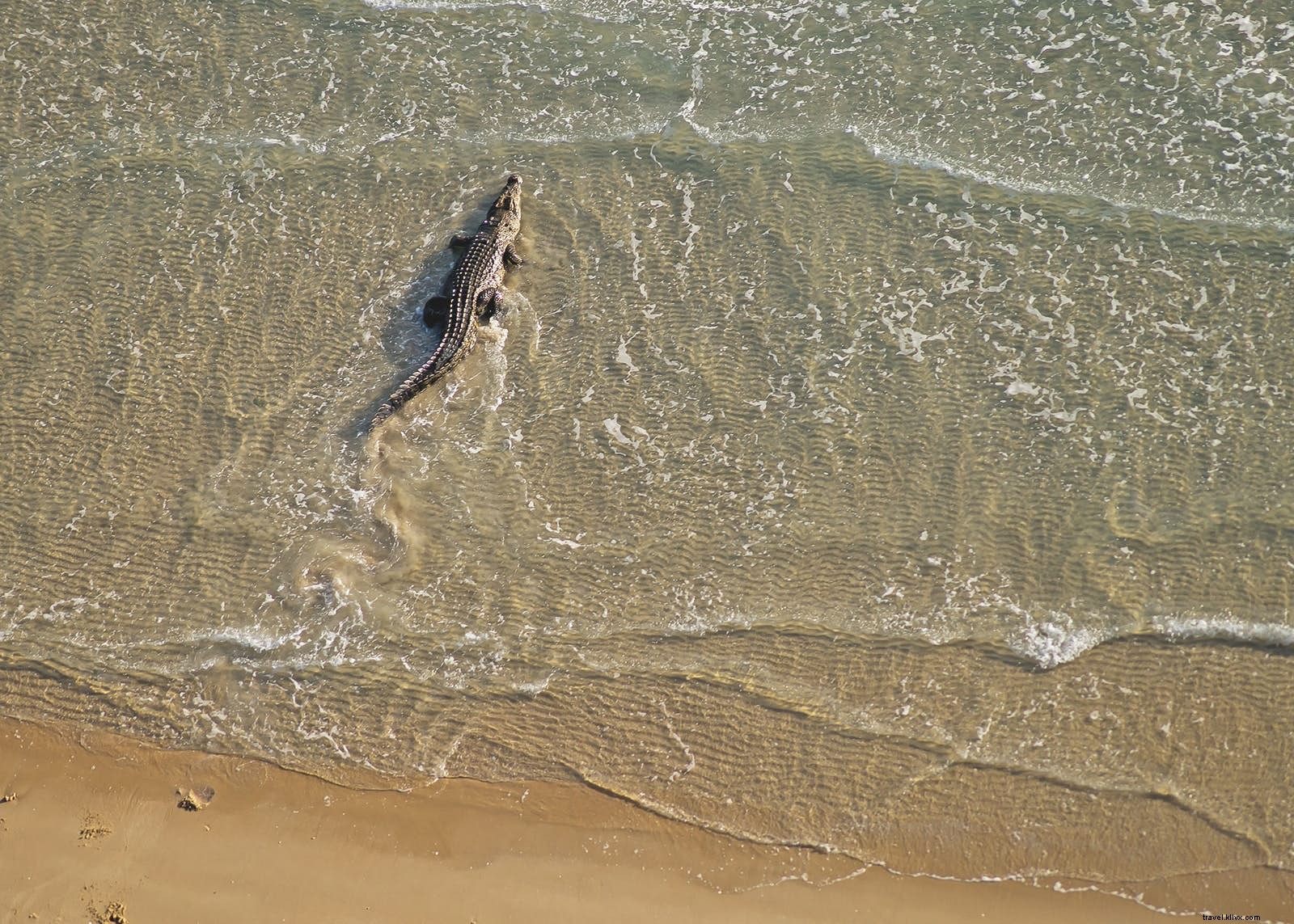 Animales fantásticos y dónde encontrarlos:vida salvaje menos conocida que vale la pena ver 