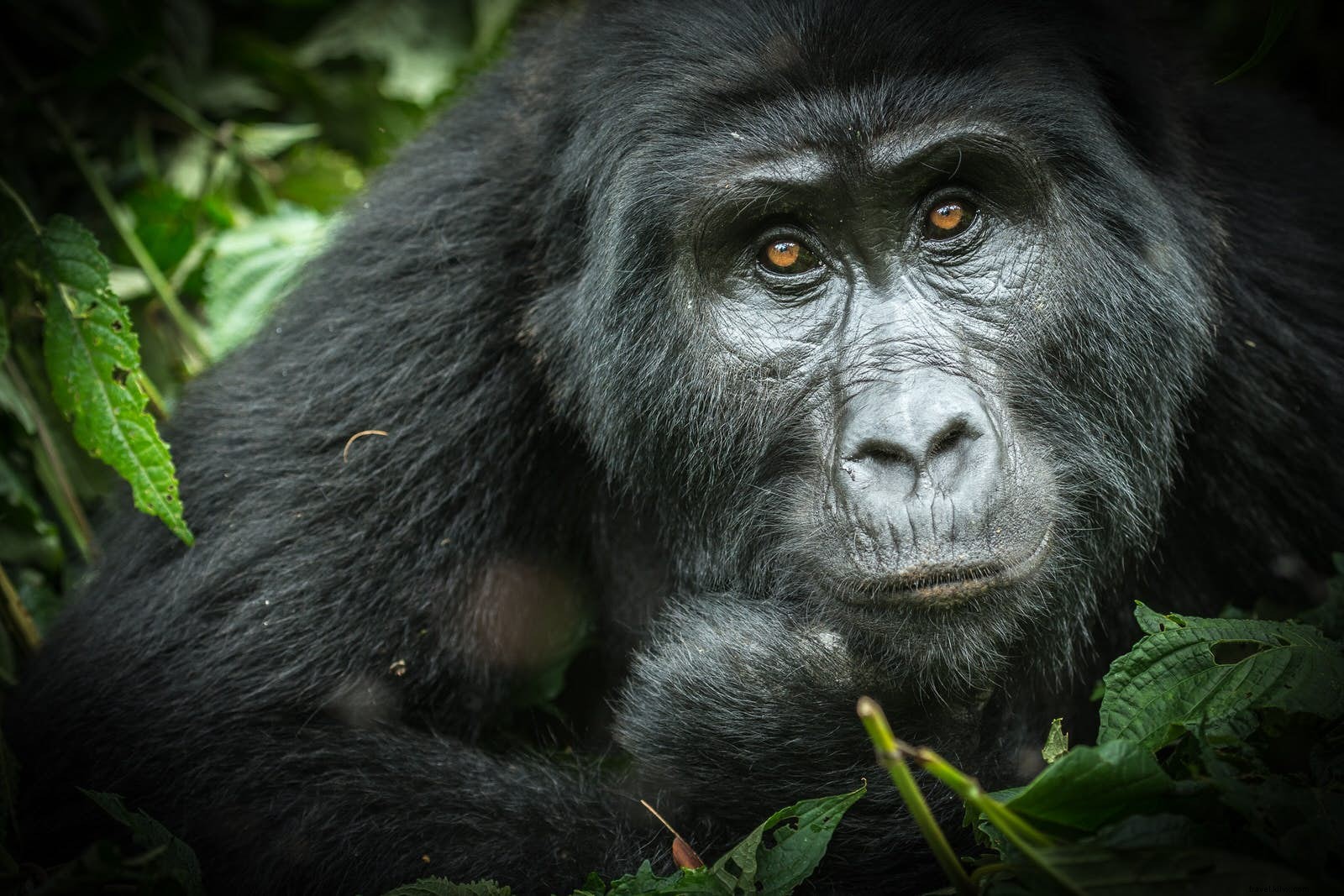 Uma nova maneira de ver os gorilas de Uganda na névoa 