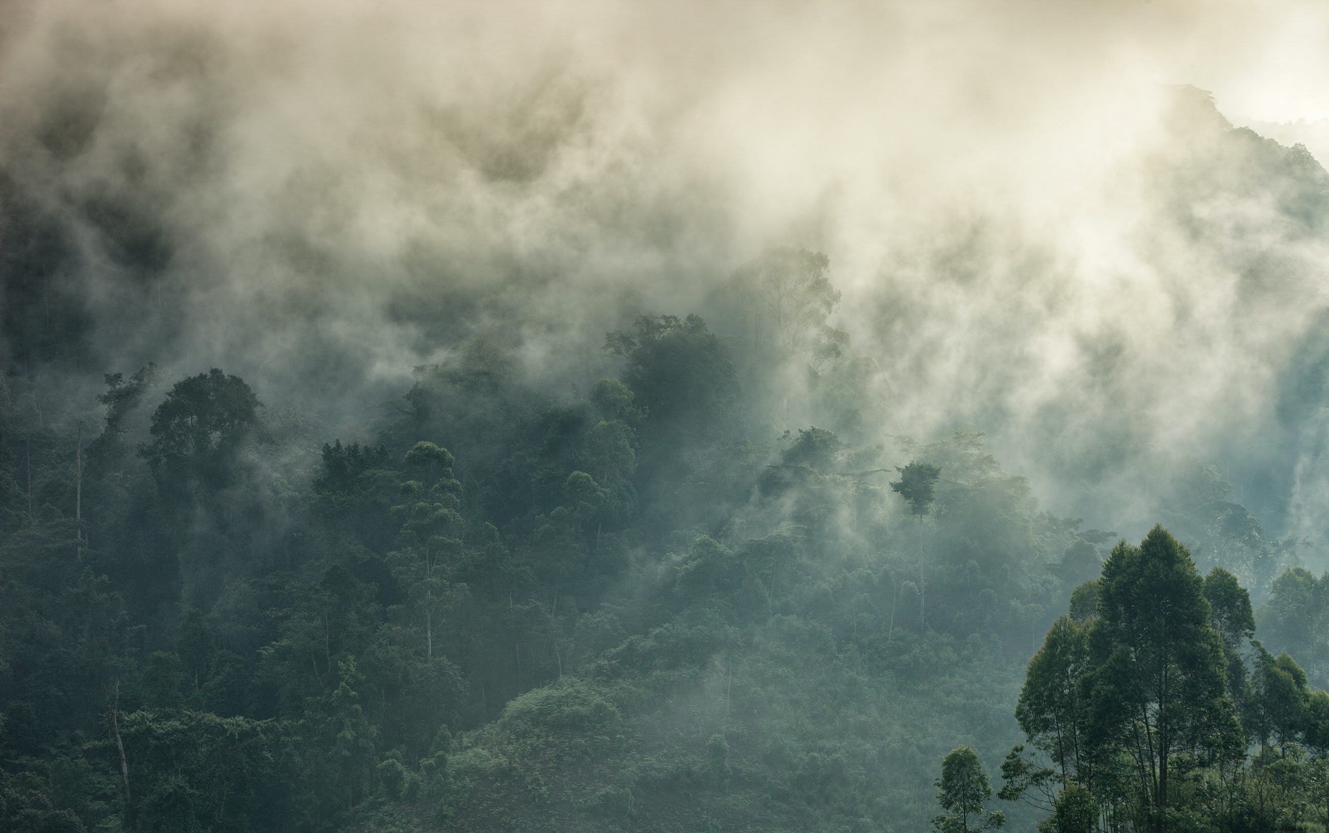 Una nueva forma de ver a los gorilas de Uganda en la niebla 