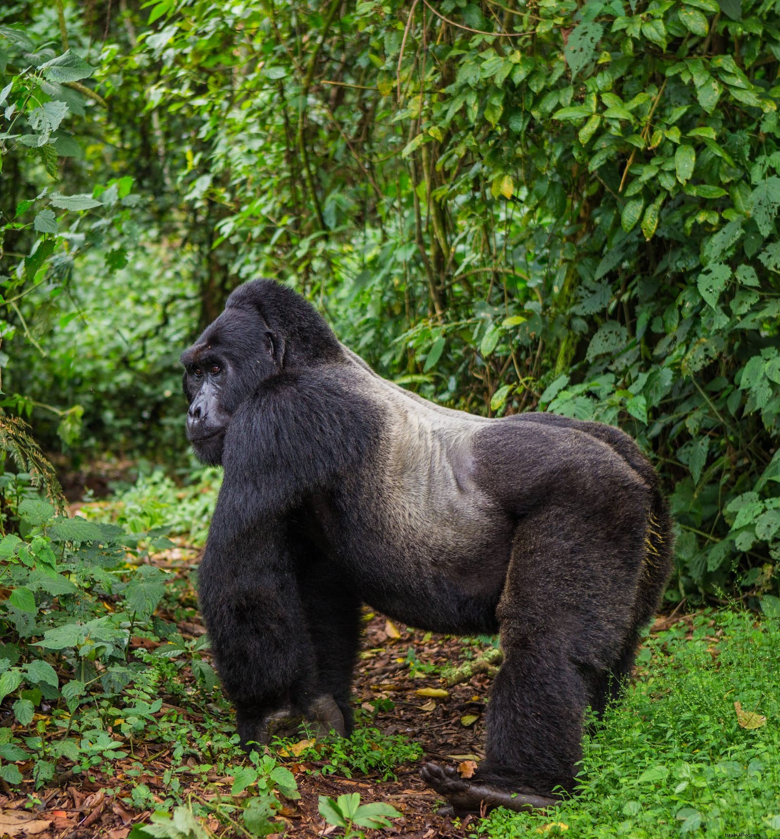 Un nuovo modo di vedere i gorilla dell Uganda nella nebbia 