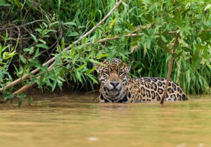 Waterworlds :neuf grandes zones humides pour observer la faune 