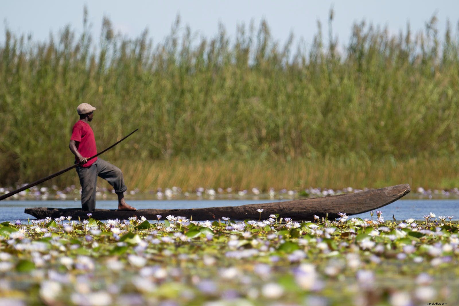 ウォーターワールド：野生生物を見るための9つの素晴らしい湿地 