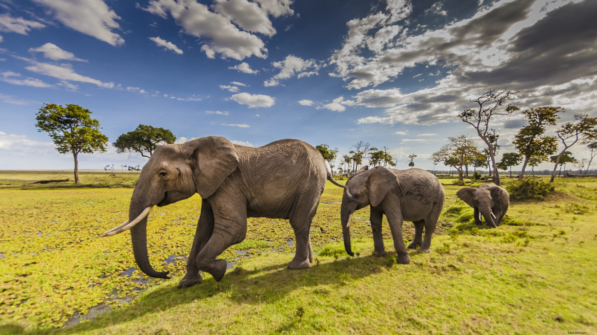 La population d éléphants dans le Masai Mara au Kenya a considérablement augmenté 