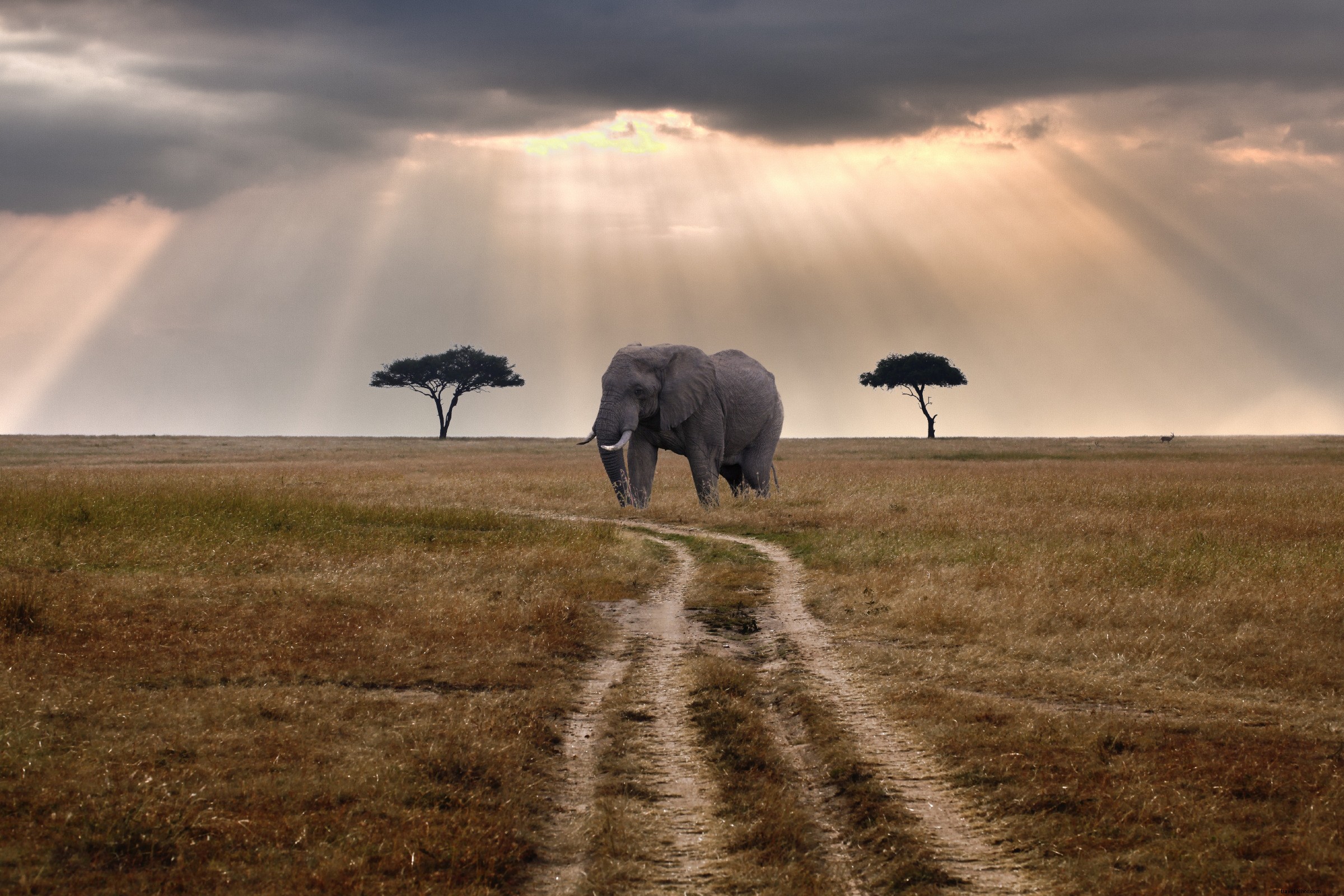 La popolazione di elefanti nel Masai Mara del Kenya è aumentata drasticamente 