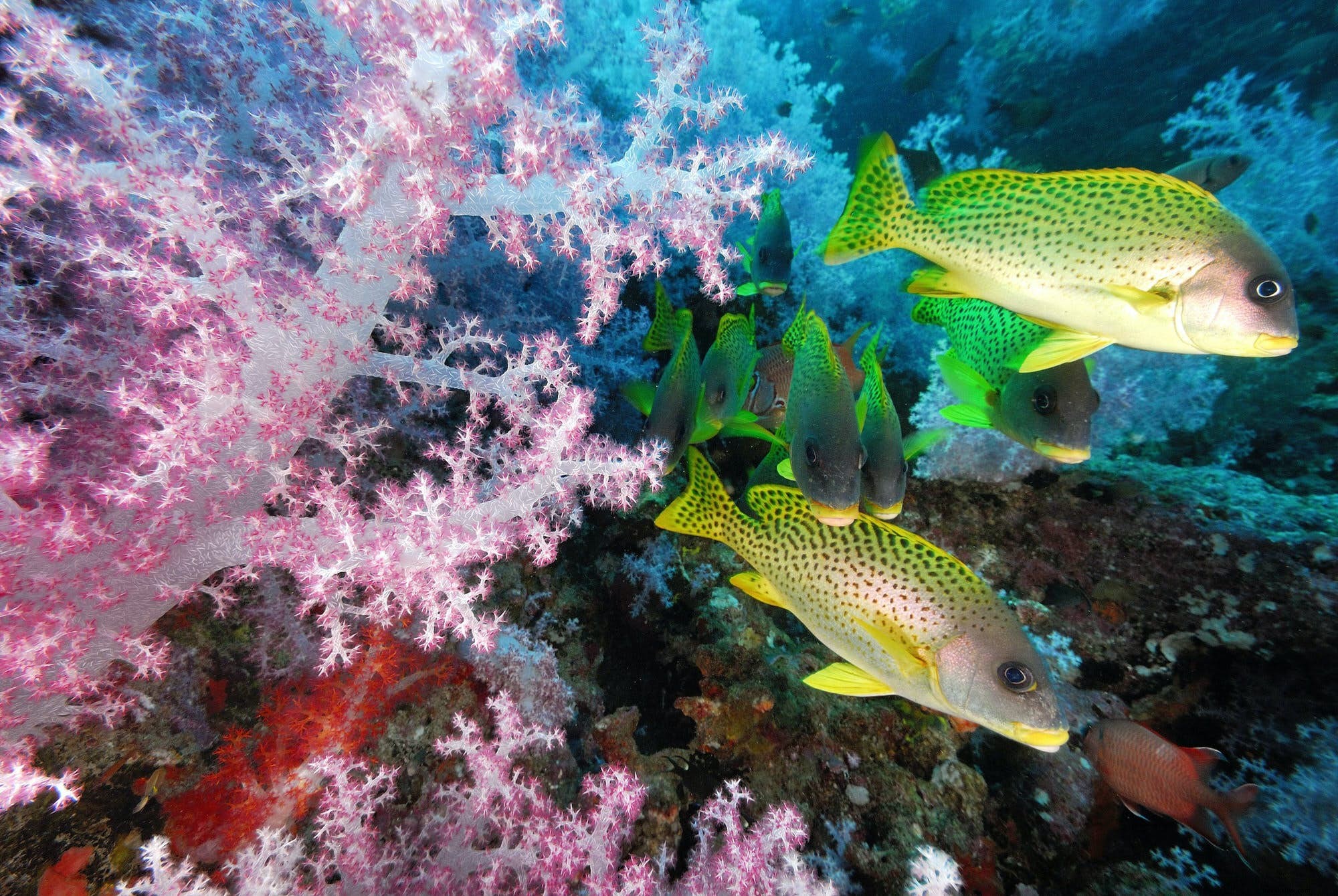 Explorando los tesoros submarinos de Djibouti 