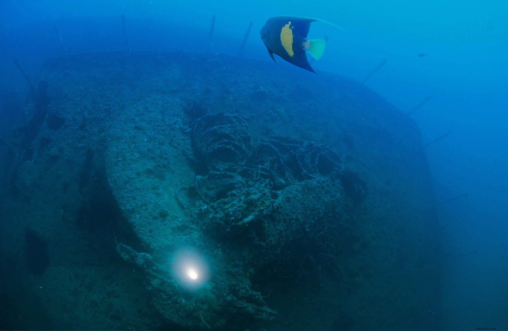 Explorer les trésors sous-marins de Djibouti 