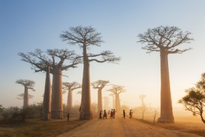 Madagascar :une île pas comme les autres 