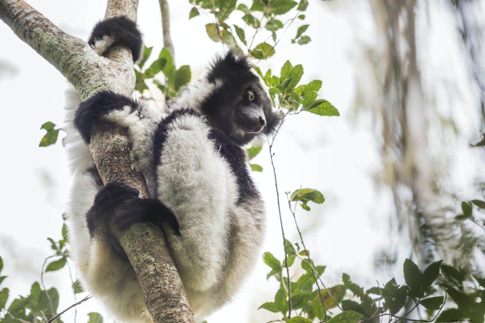 Madagaskar:sebuah pulau yang berbeda dari yang lain