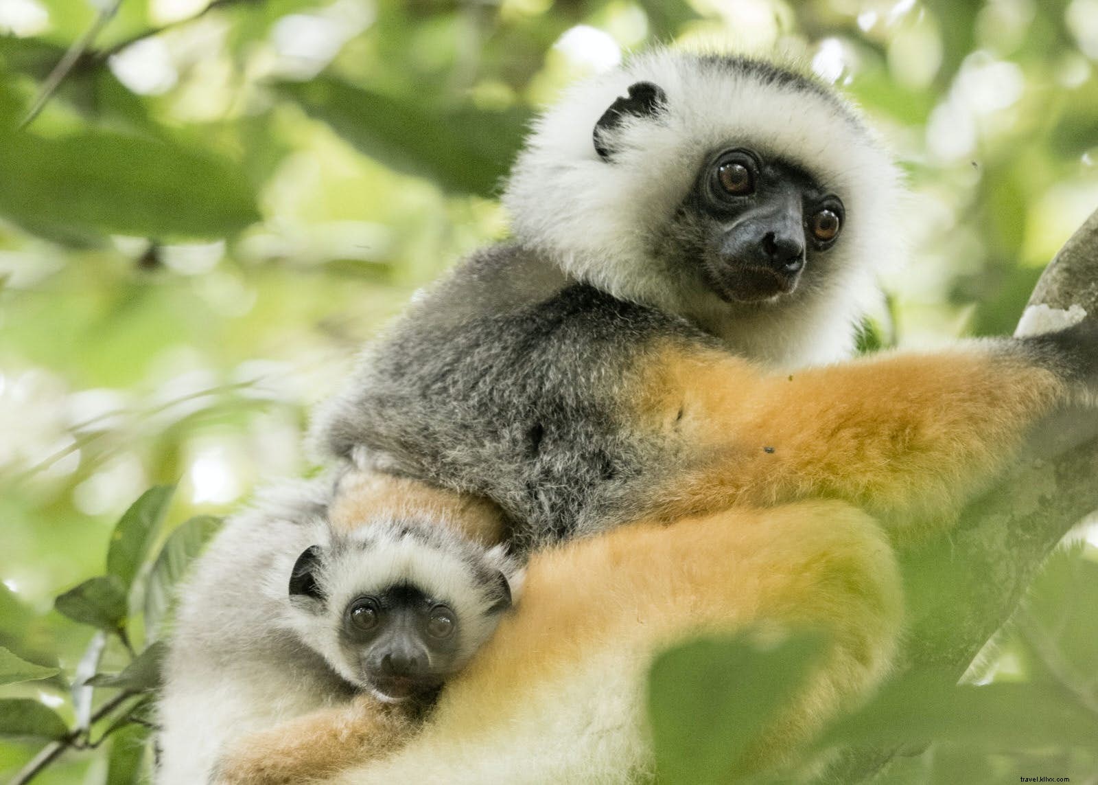 Madagaskar:sebuah pulau yang berbeda dari yang lain