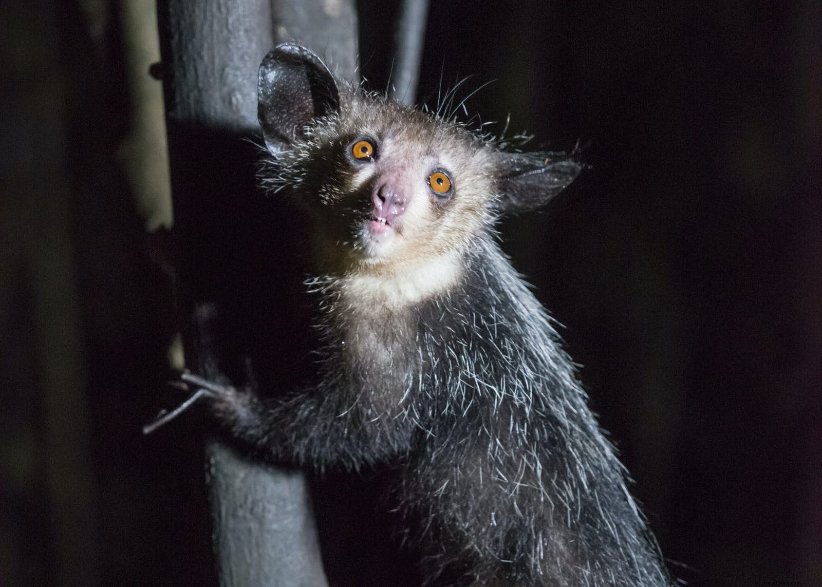 Madagaskar:sebuah pulau yang berbeda dari yang lain