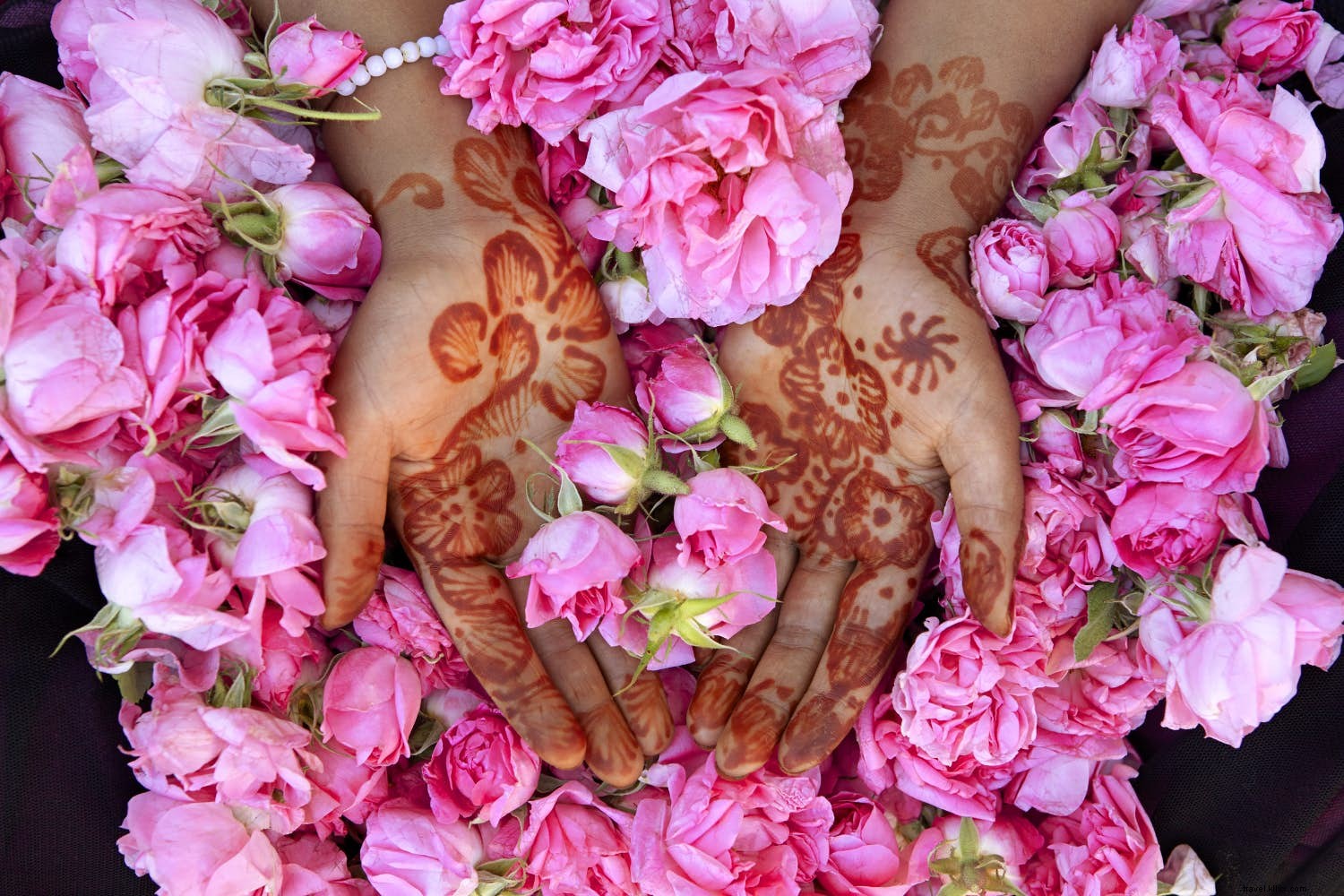 Vale das Rosas:descubra o festival floral de Marrocos 