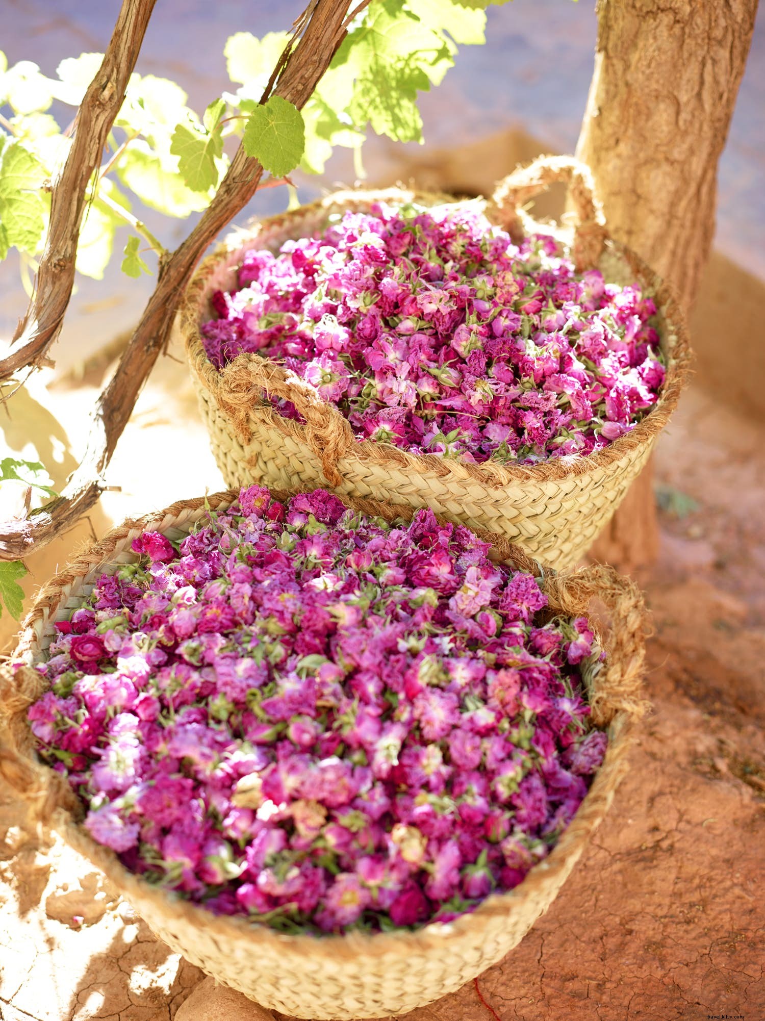 Valle delle Rose:scopri il festival floreale del Marocco 