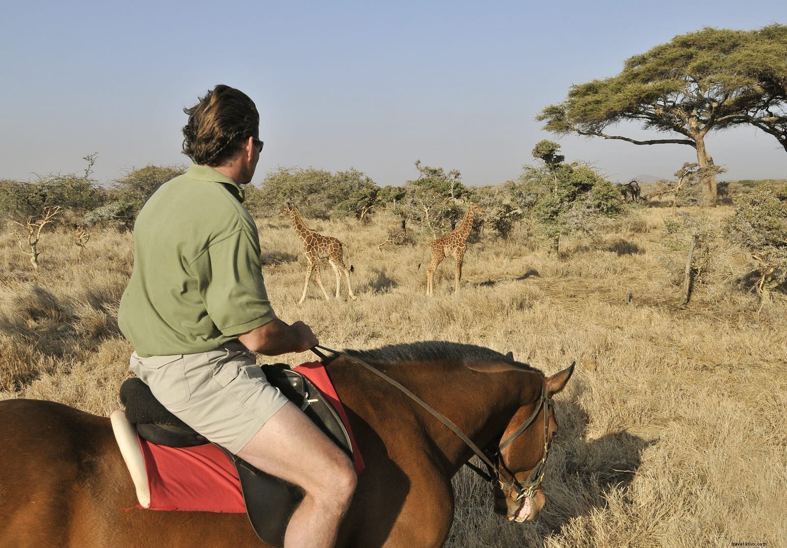 Wild Things :alternatives au safari pour les amoureux de la nature 