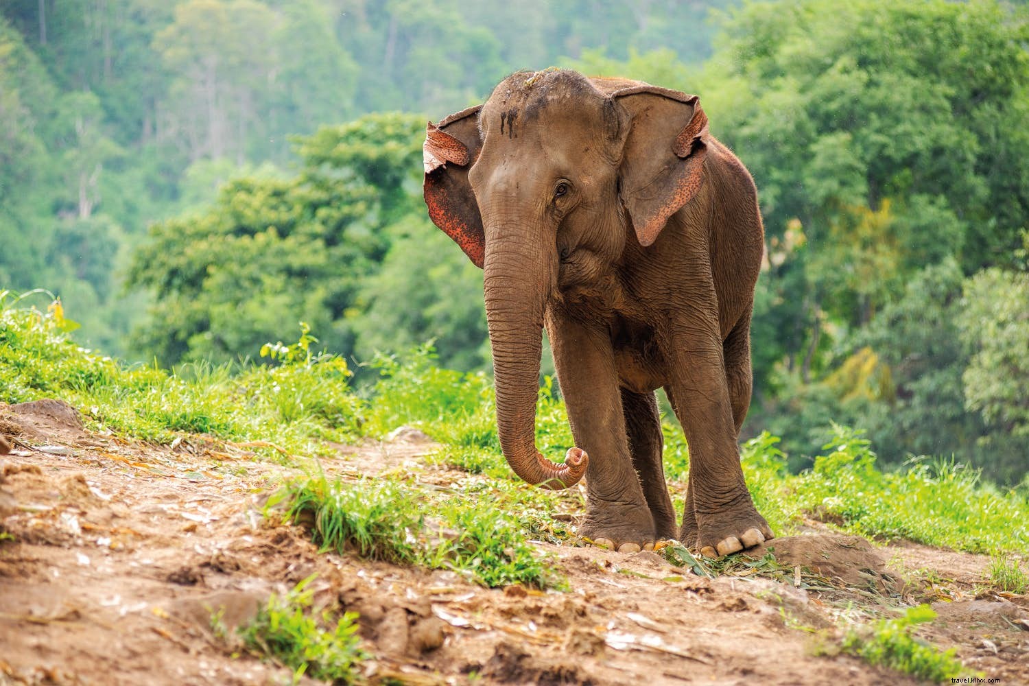 Viajes sostenibles:tomar las decisiones correctas 